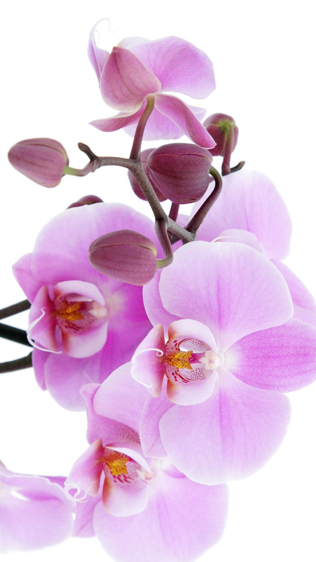 1080x1920 Orchids Wallpapers