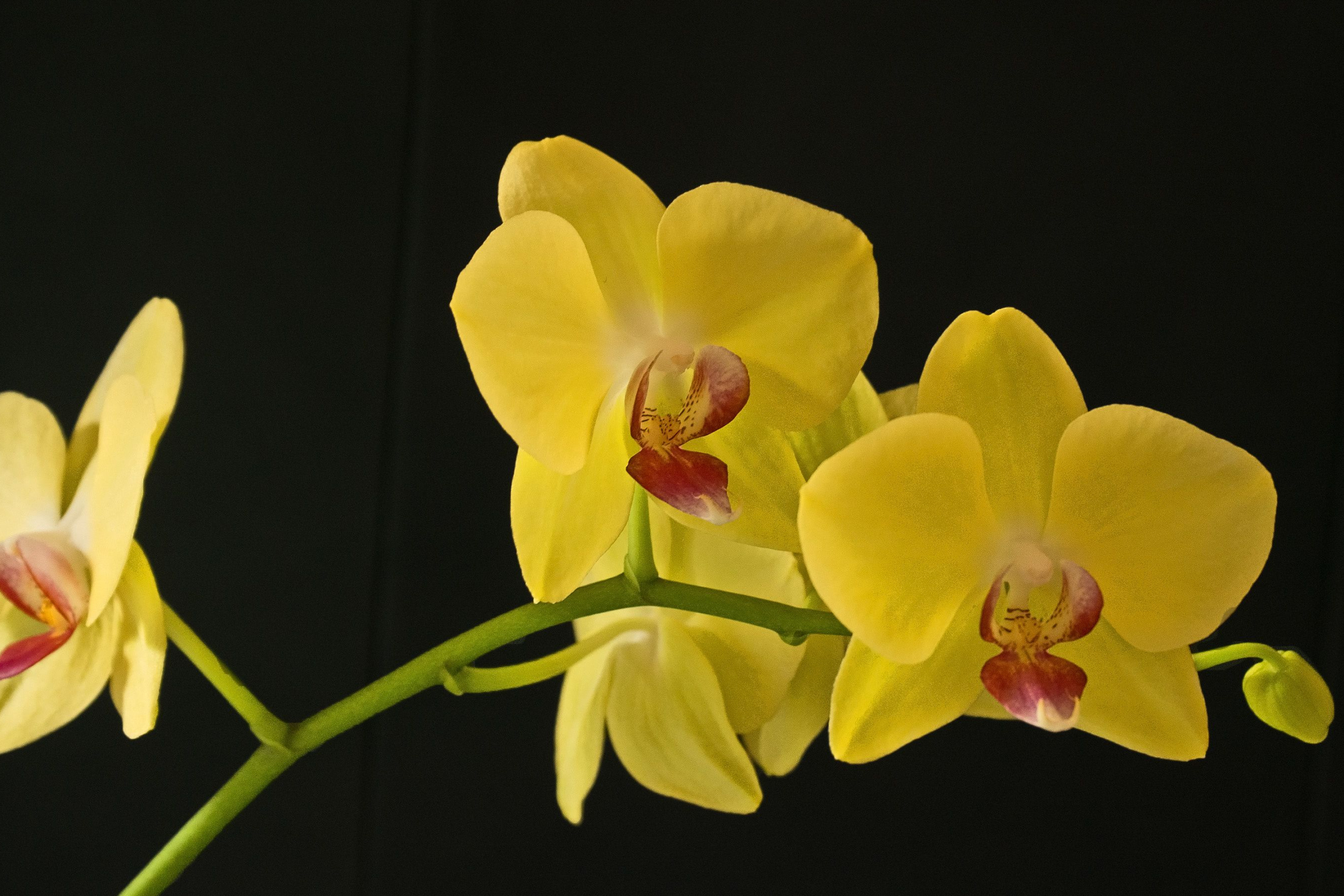 3000x2000 Nature Two different images with 5 different sized images per image Yellow Orchid Flowers Desktop Wallpapers Digital Downloads a-concept Photographs Home \u0026 Living