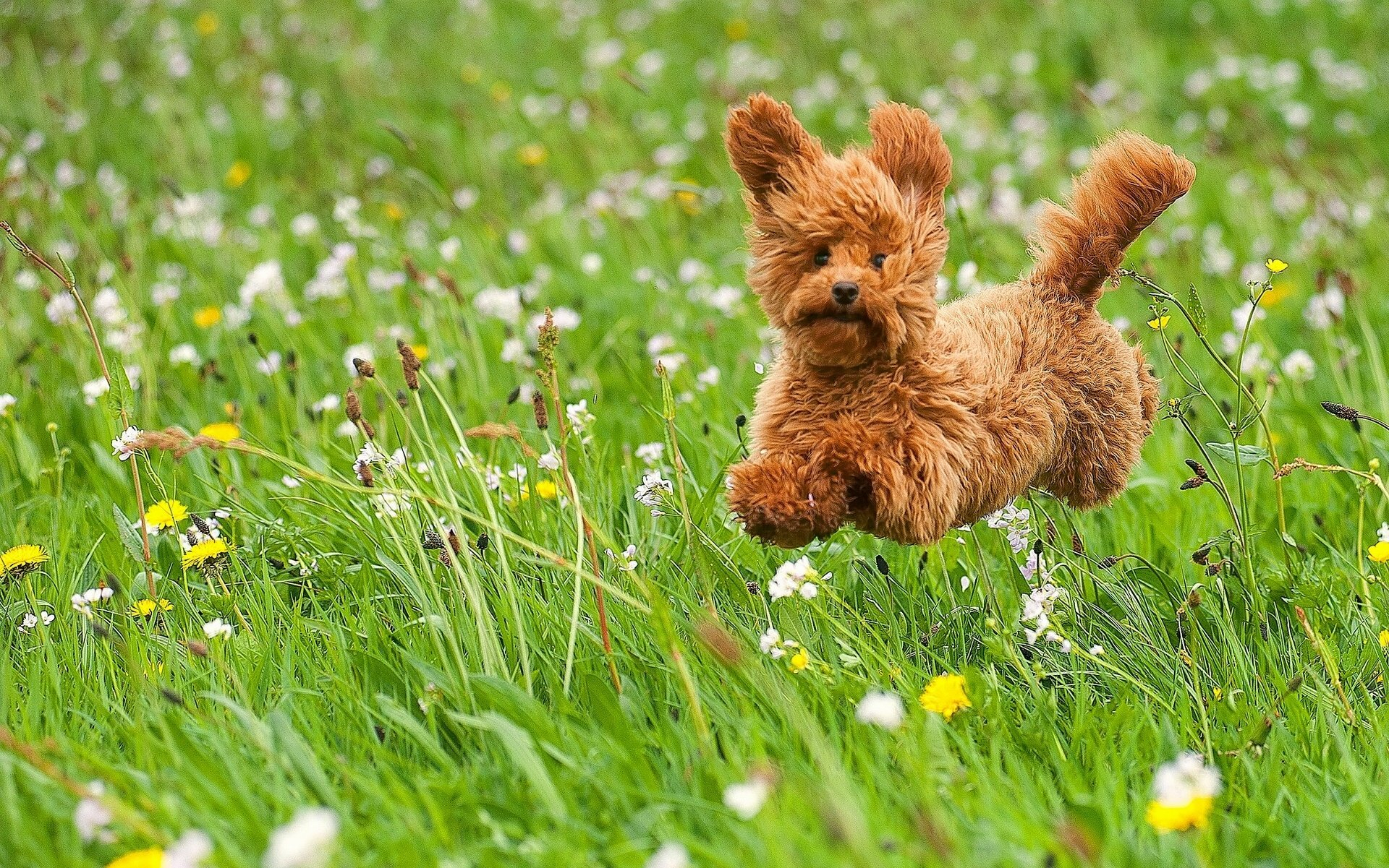 1920x1201 dog, Puppy, Toy, Poodle, Poodle, Walk, Meadow, Grass, Flowers, Joy, Mood Wallpapers HD / Desktop and Mobile Backgrounds