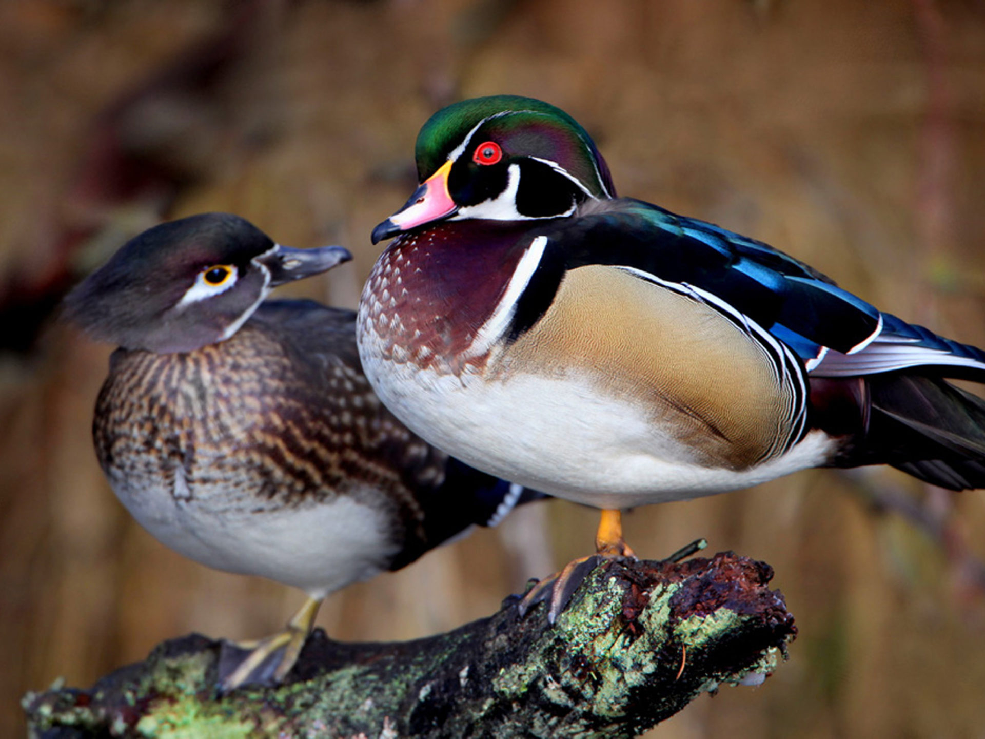 1920x1440 Birds Male And Female Duck Couple Wood Desktop Hd Wallpaper 2560x1600 :