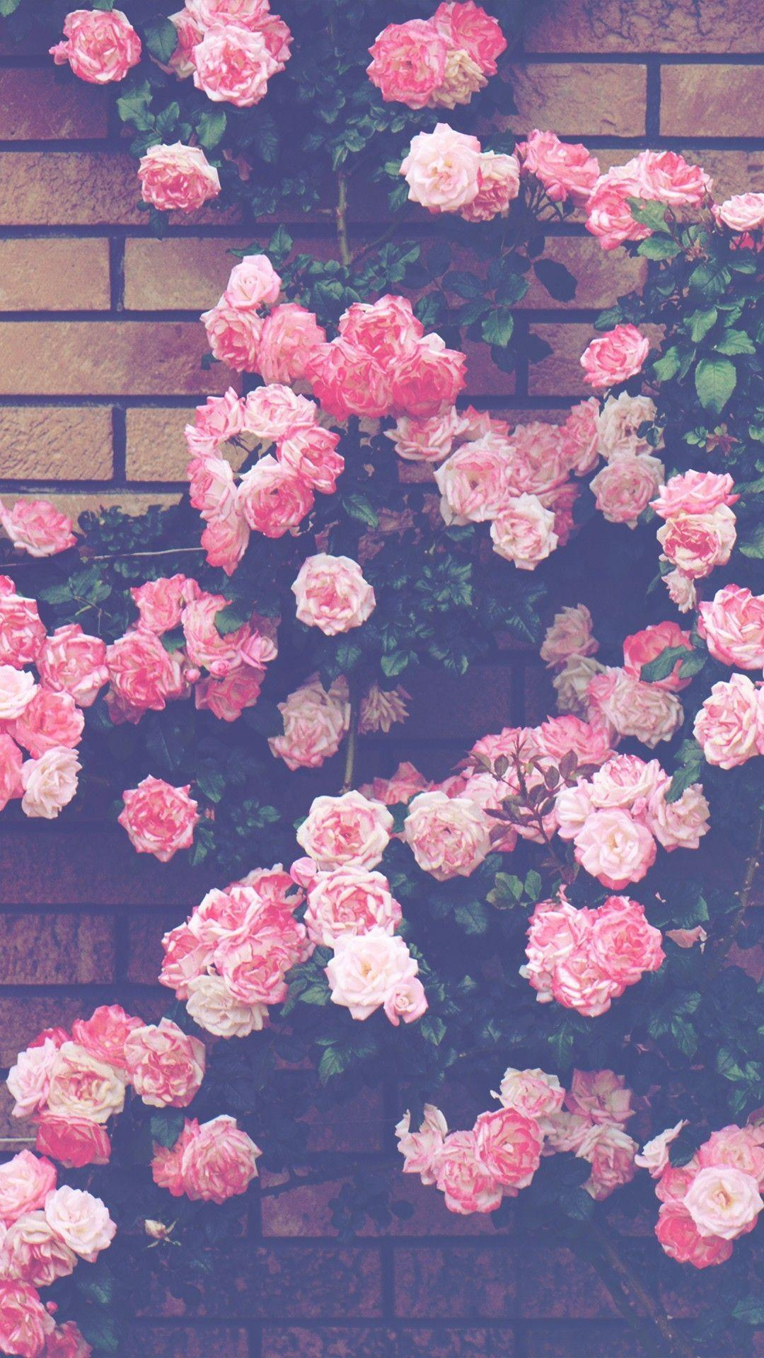 1080x1920 Pink Roses Aesthetic Wallpapers