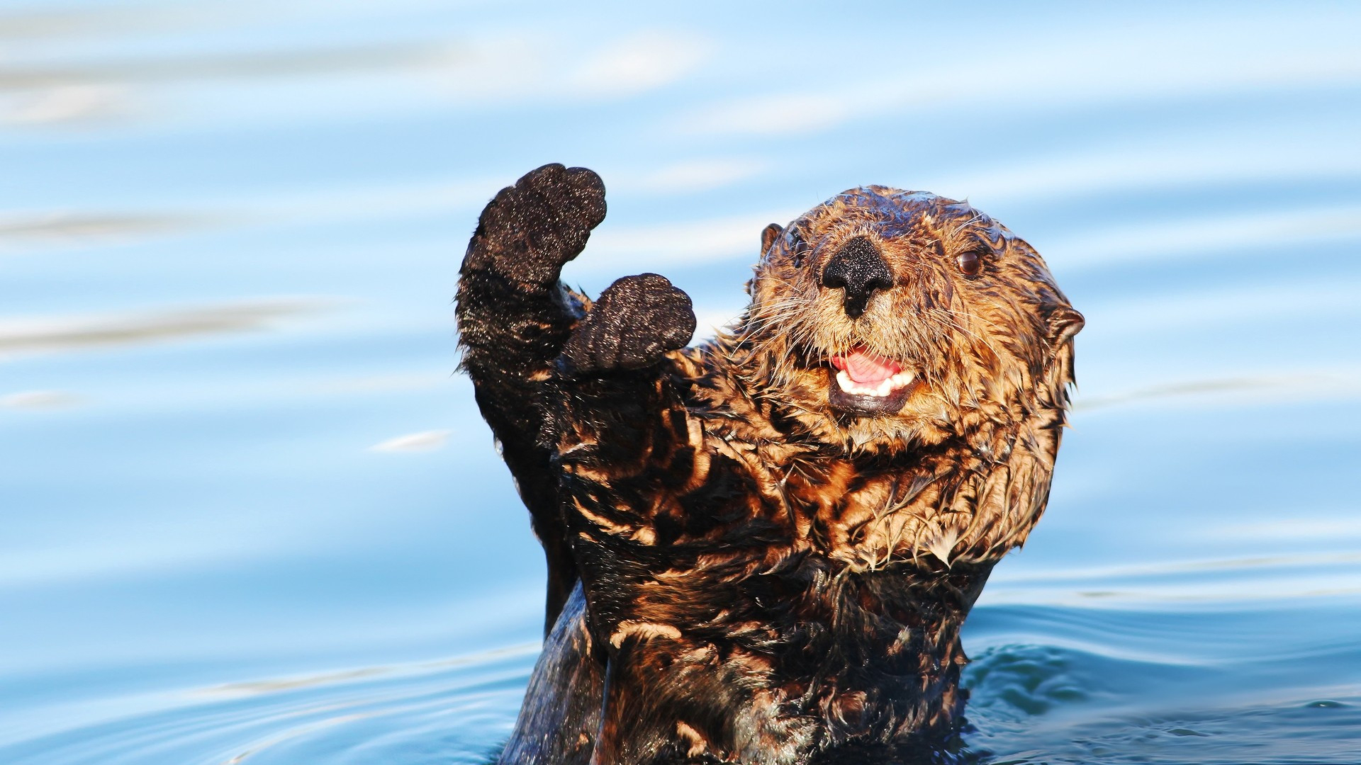 1920x1080 Sea Otter Wallpaper (55+ pictures