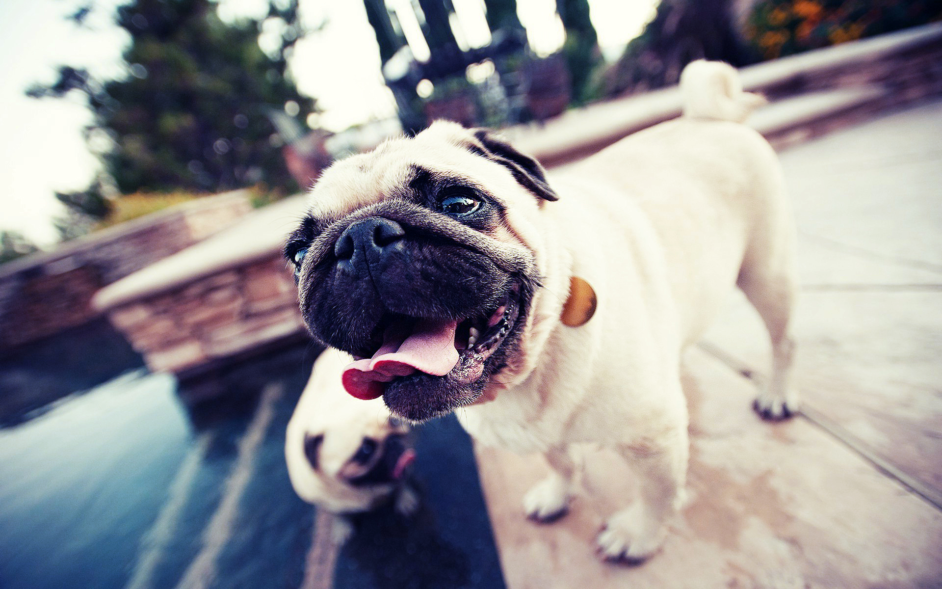 1920x1200 desktop-pug-dog-pics-wallpapers | Olivedale Veterinary Clinic
