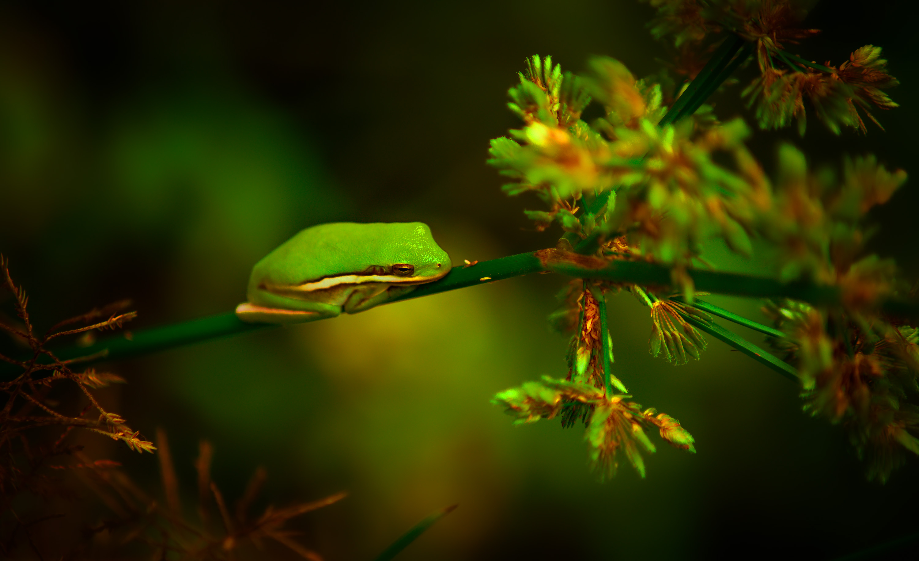 3000x1830 Tree Frog Photos, Download Free Tree Frog Stock Photos \u0026 HD Images