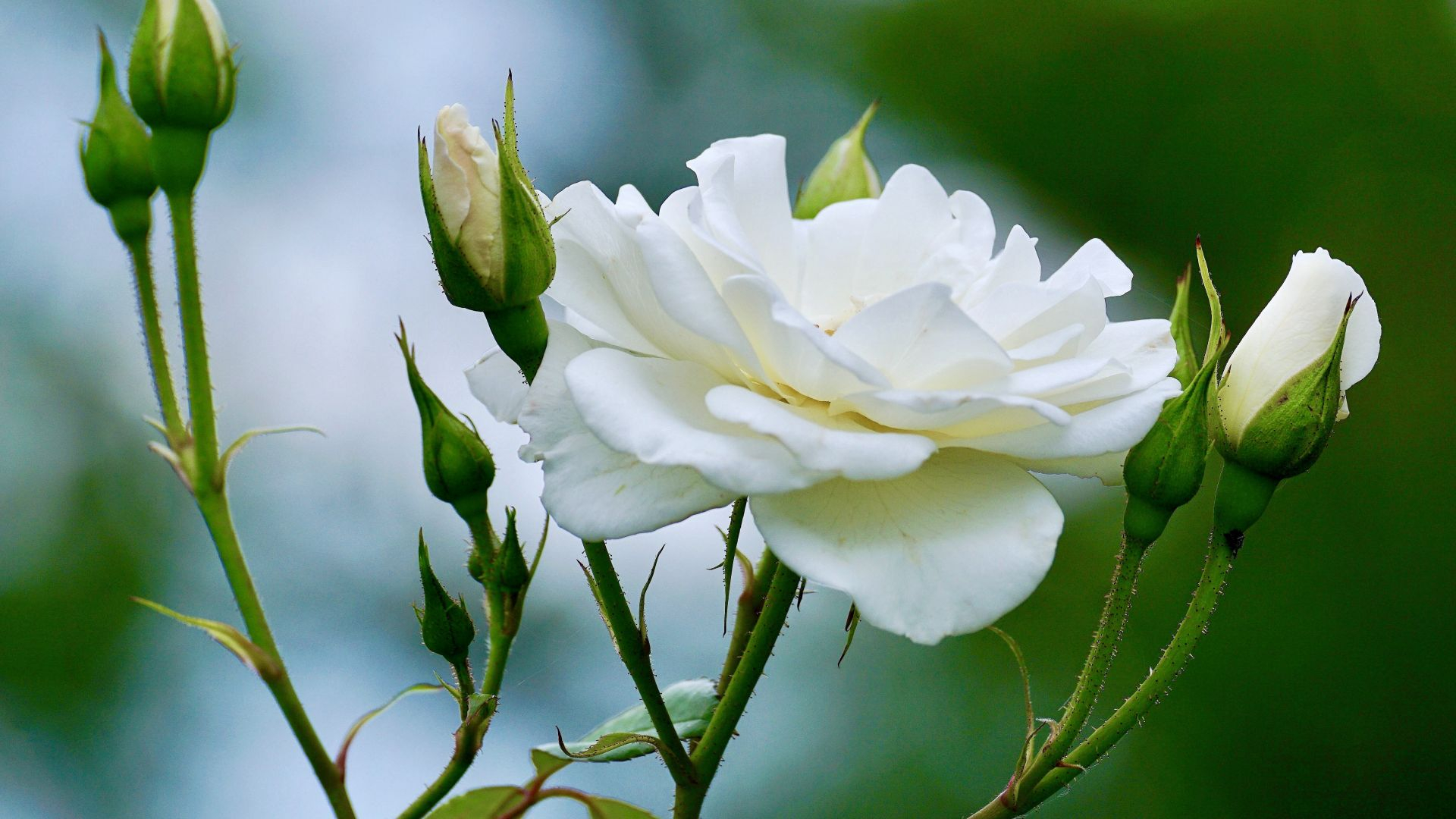 1920x1080 Desktop Wallpaper White Rose, Flower, Small Buds, Hd Image, Picture, Background, 7b0b47