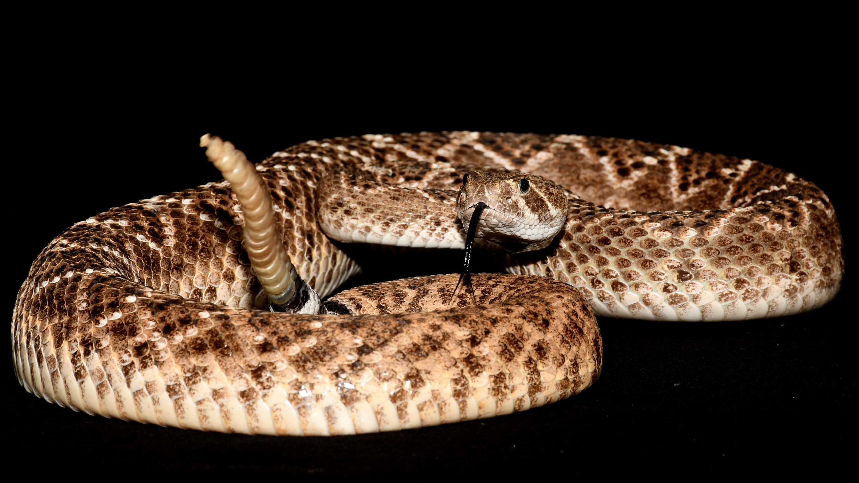 3000x1688 This Rattlesnake Dares You to Call Its Bluff The New York Times