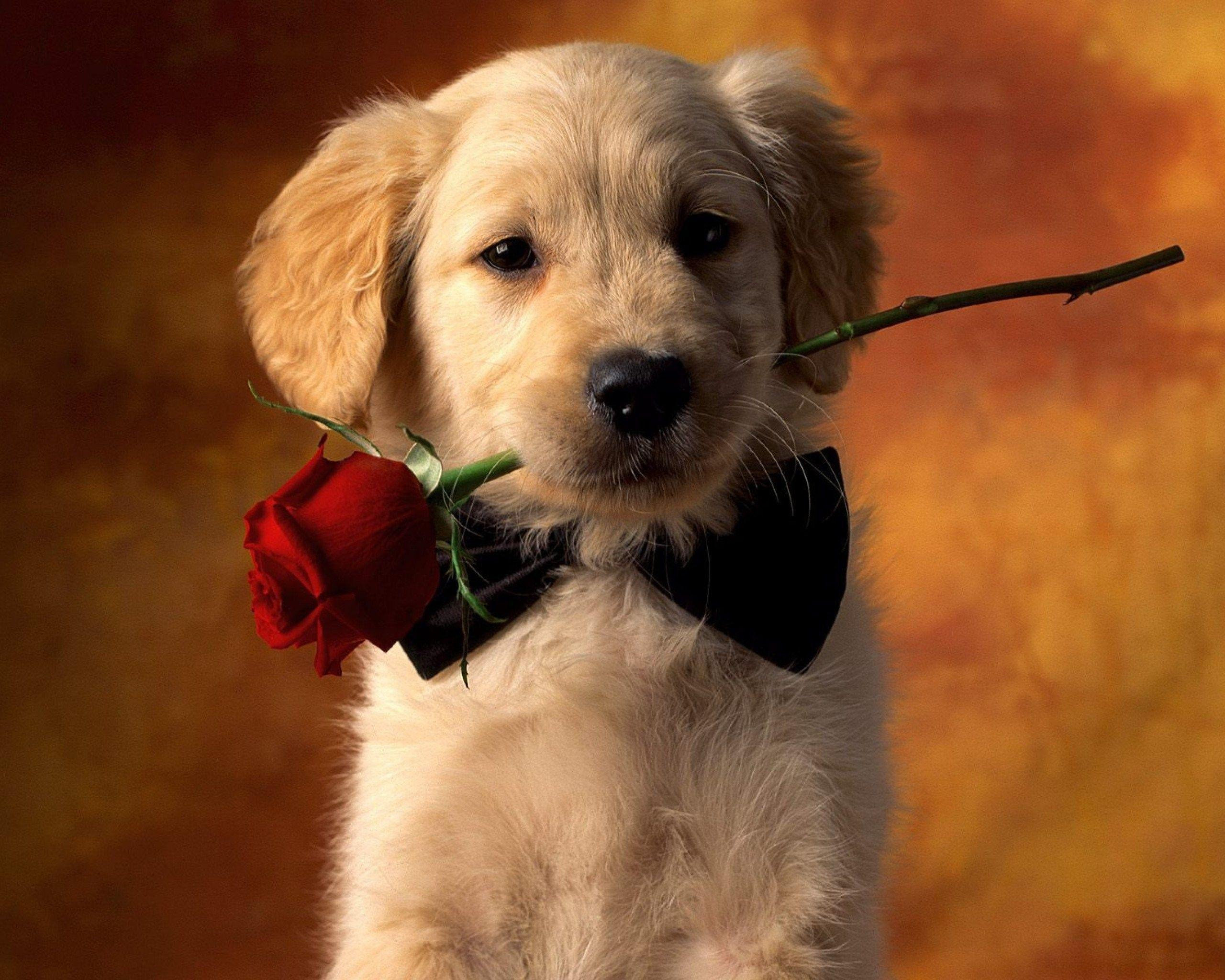 2560x2048 Cute Animal Valentines Wallpapers
