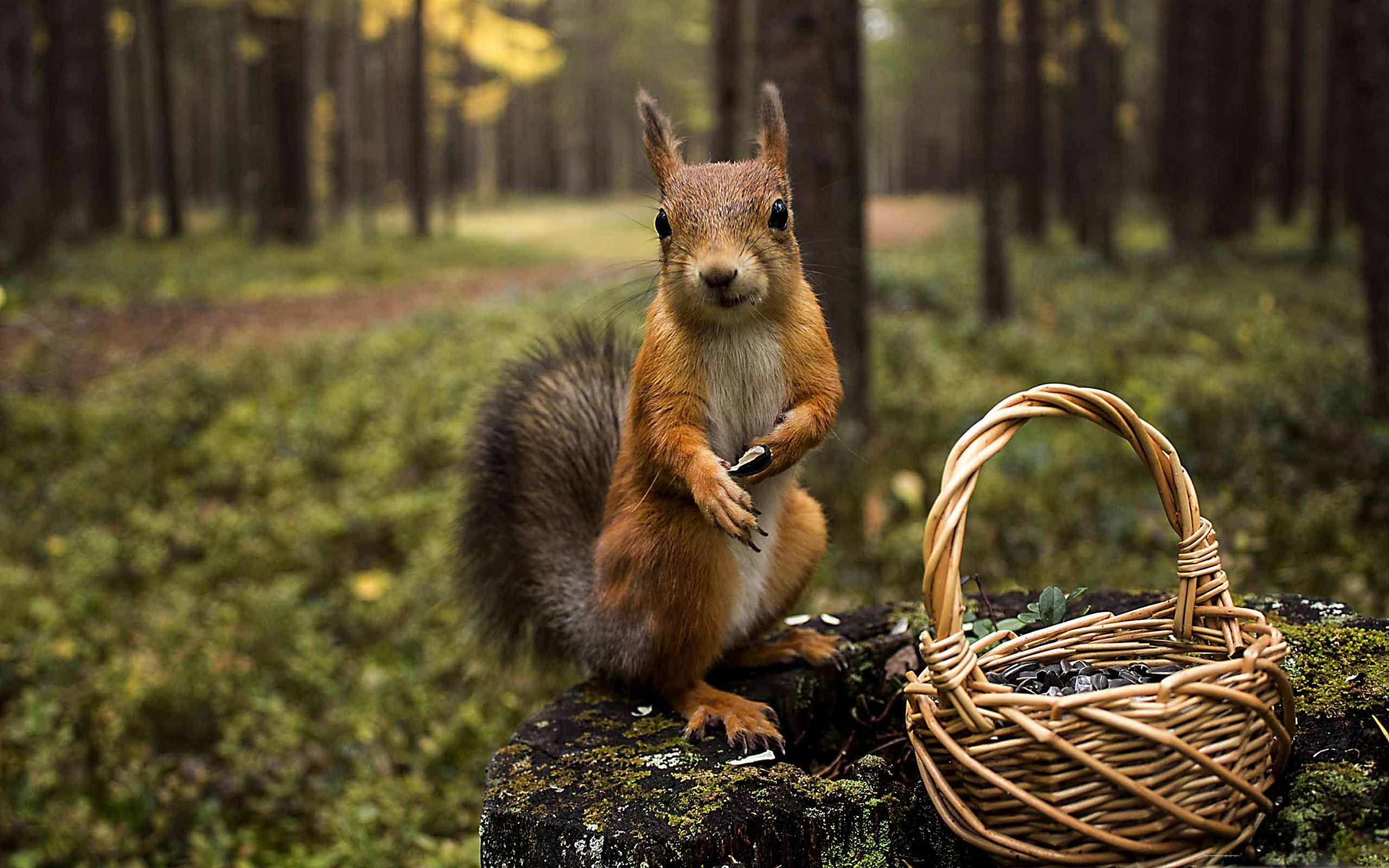 2560x1600 1000+ Best Squirrel Mac Wallpapers Free HD Download