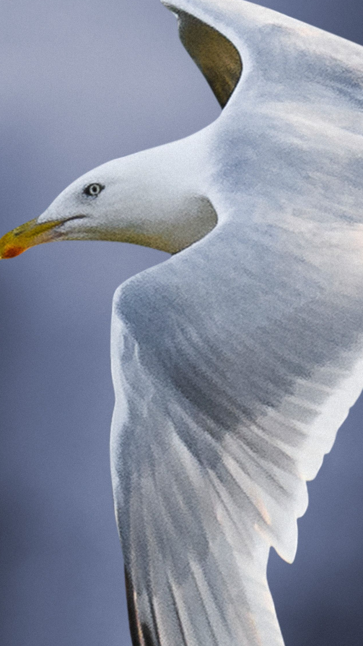 1400x2489 Closeup of a flying seagull mobile phone wallpaper | premium image by / Luke Stackpoole | Phone wallpaper, Mobile wallpaper, Seagull