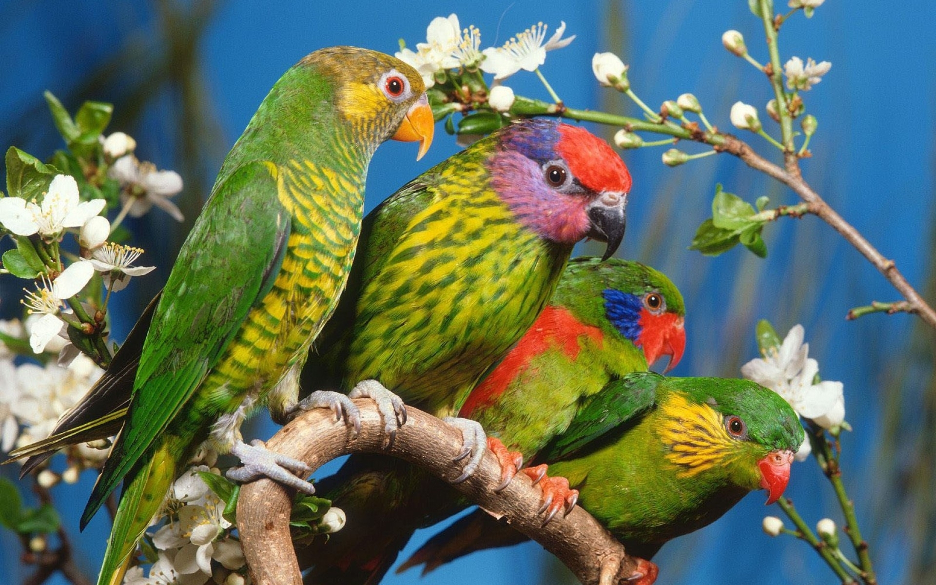 1920x1200 90+ Parrot HD Wallpapers and Backgrounds