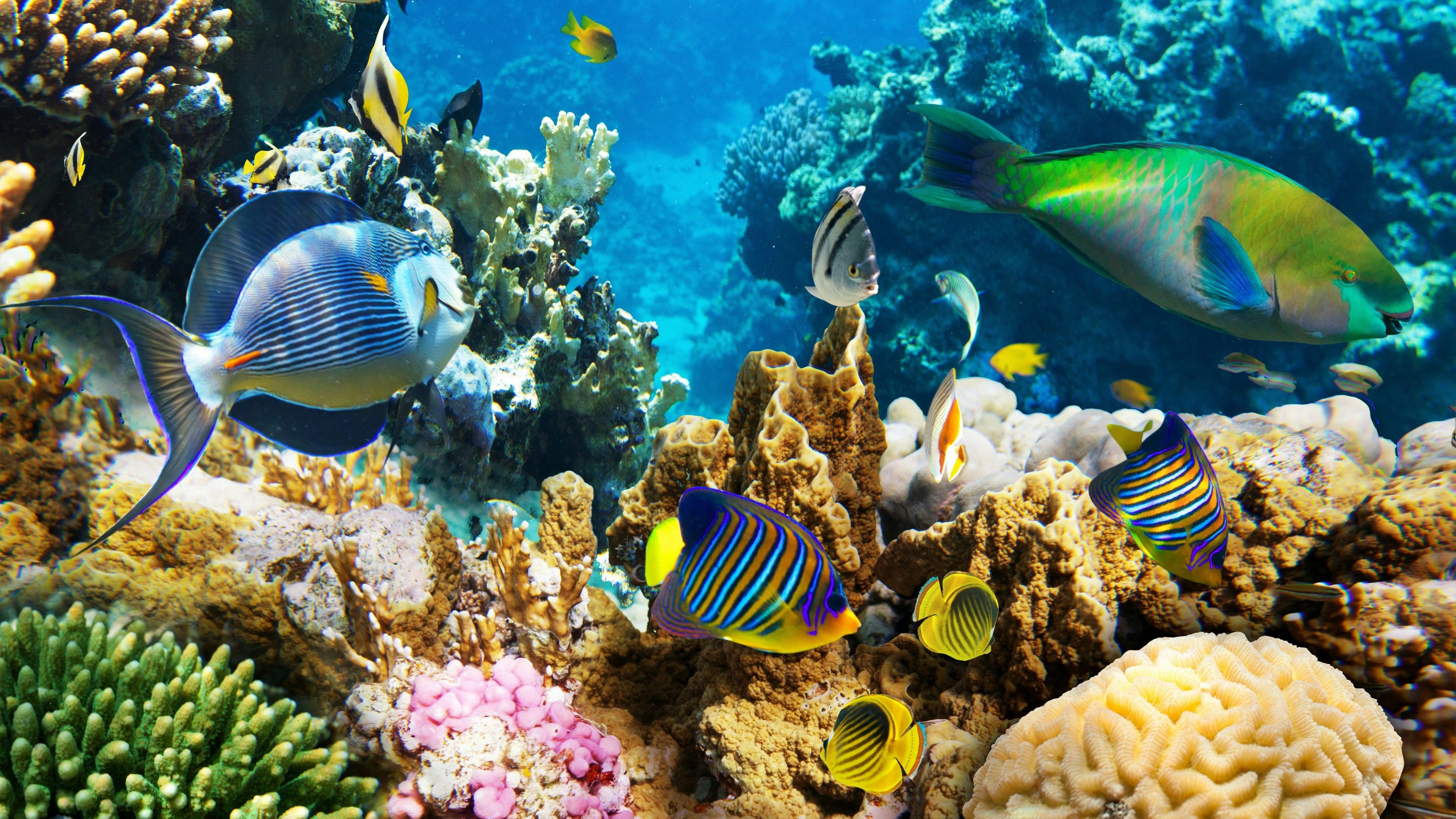 3840x2160 Underwater Coral Wallpapers Top Free Underwater Coral Backgrounds