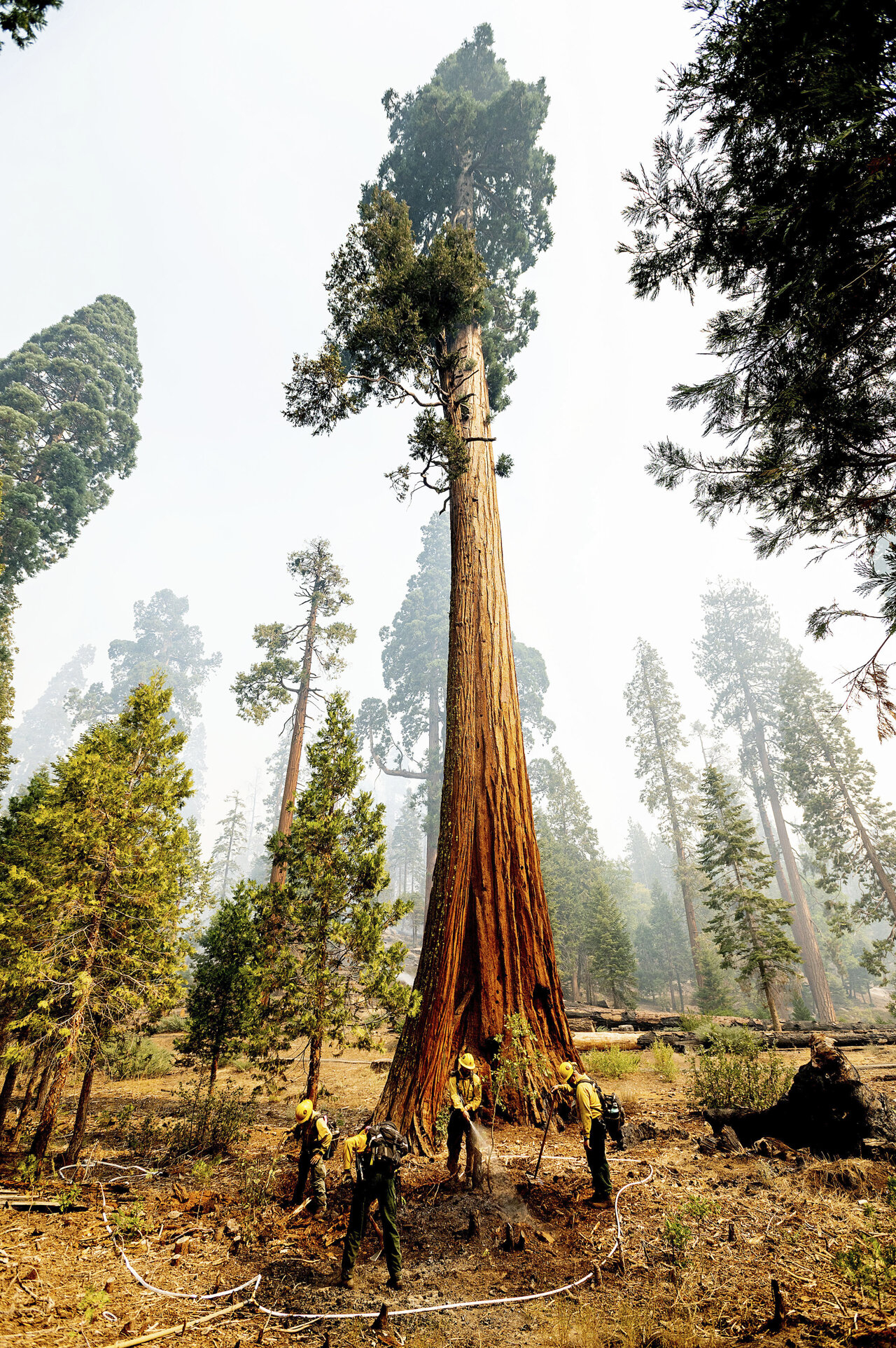 1280x1924 Sequoia National Park's Giant Forest unscathed by wildfire