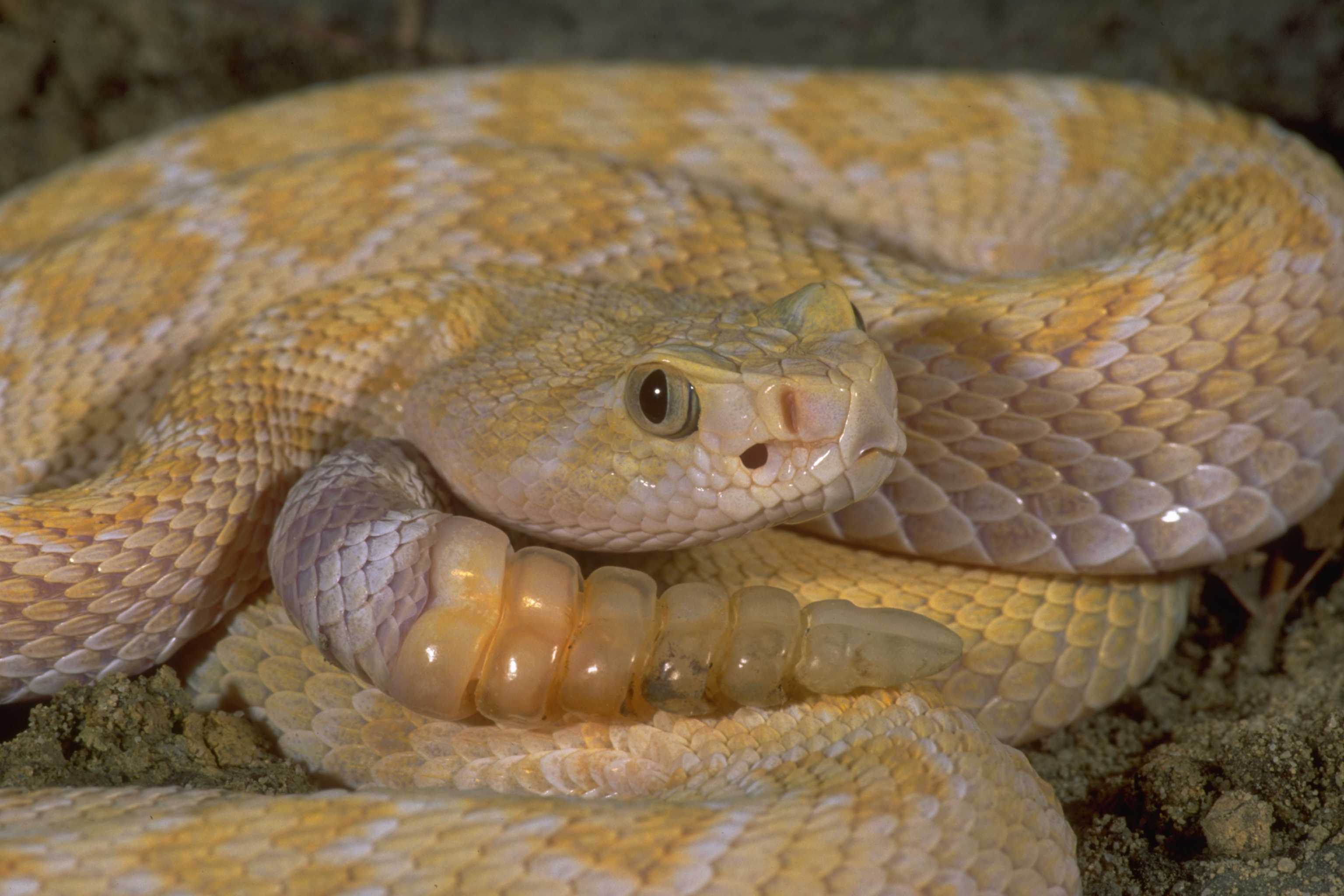 3072x2048 Rare Albino Rattlesnake Discovered on Farm Might be 'One in a Million'