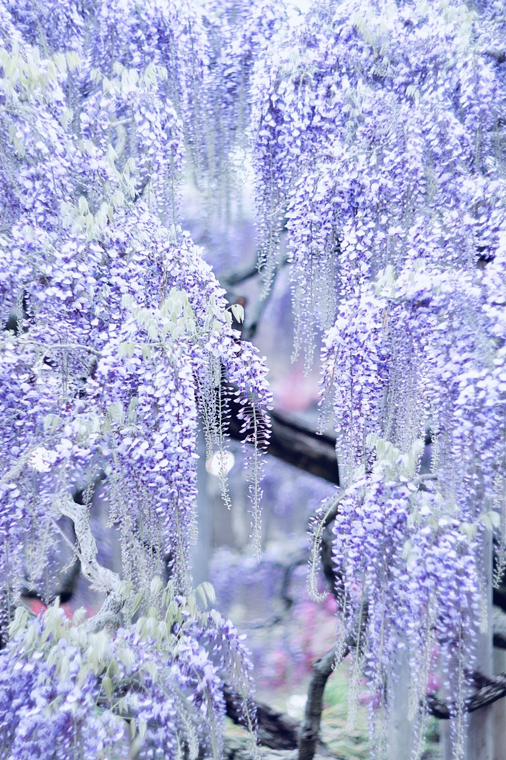 1632x2448 Wisteria flower&eth;&#159;&#146;&#156; photo by @another_blue_sky instagram | Beautiful flowers, Wisteria tree, Flower aesthetic