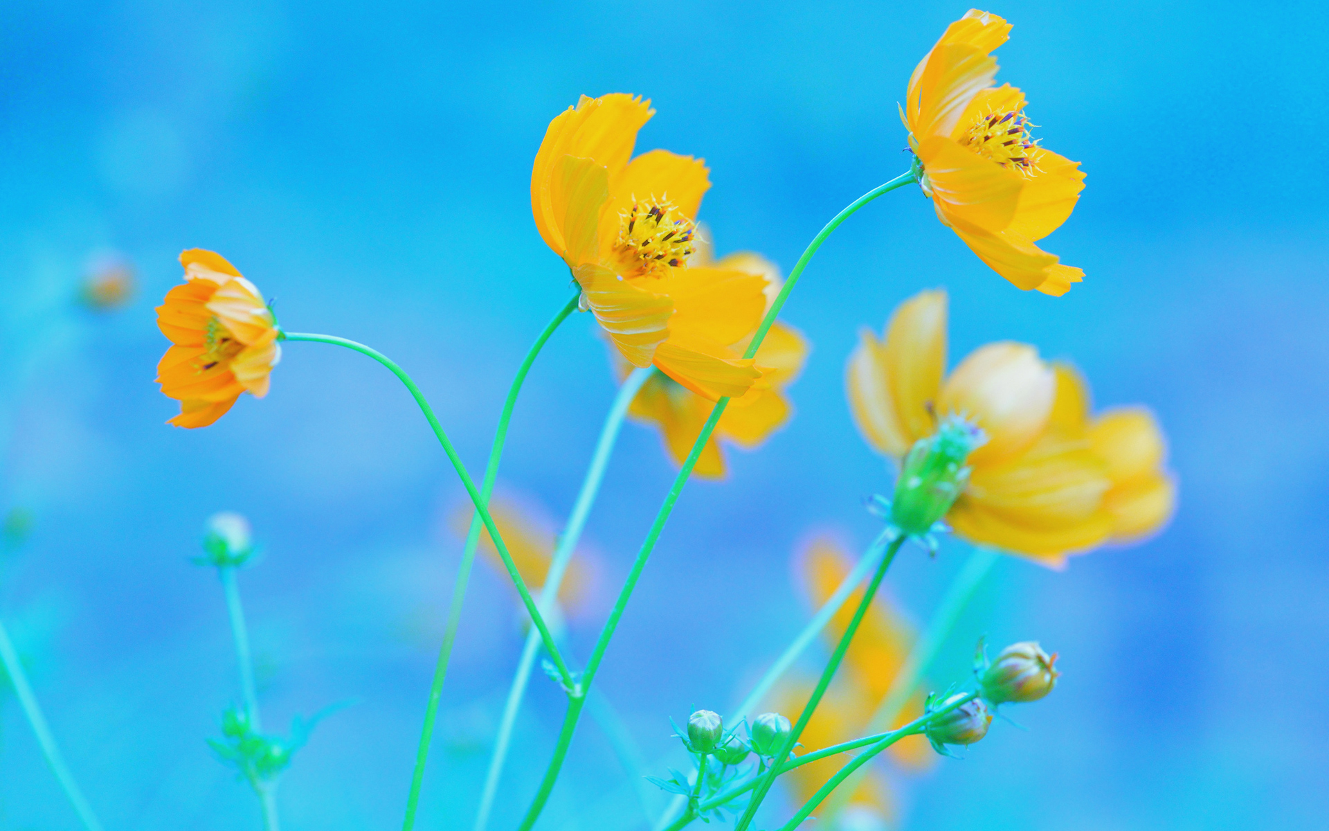 1920x1200 Free download Blue Background Yellow Flowers Wallpaper [] for your Desktop, Mobile \u0026 Tablet | Explore 70+ Yellow Flowers Wallpaper | Yellow Floral Wallpaper, Yellow Flowers Wallpaper for iPhone, Yellow Roses Wallpaper for Desktop