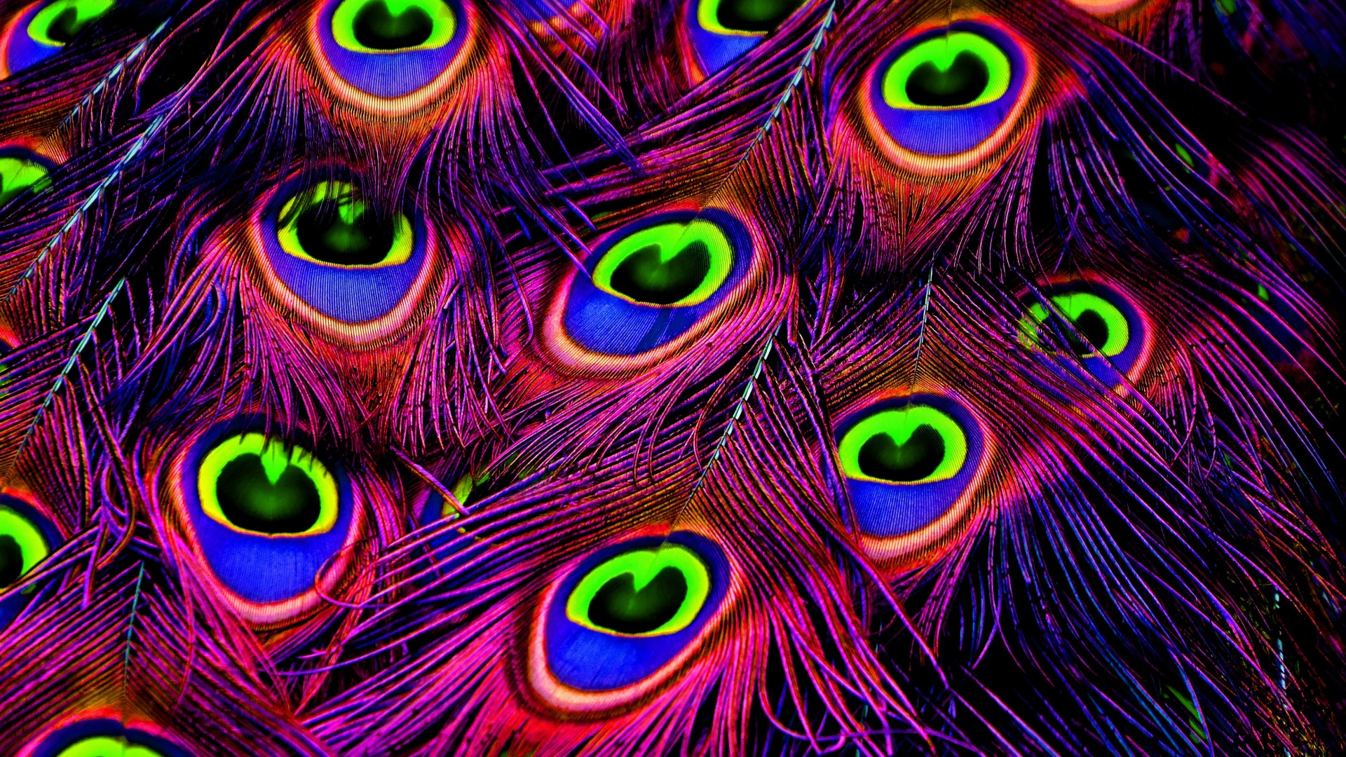 1920x1080 Photography Peacock feather Wallpaper