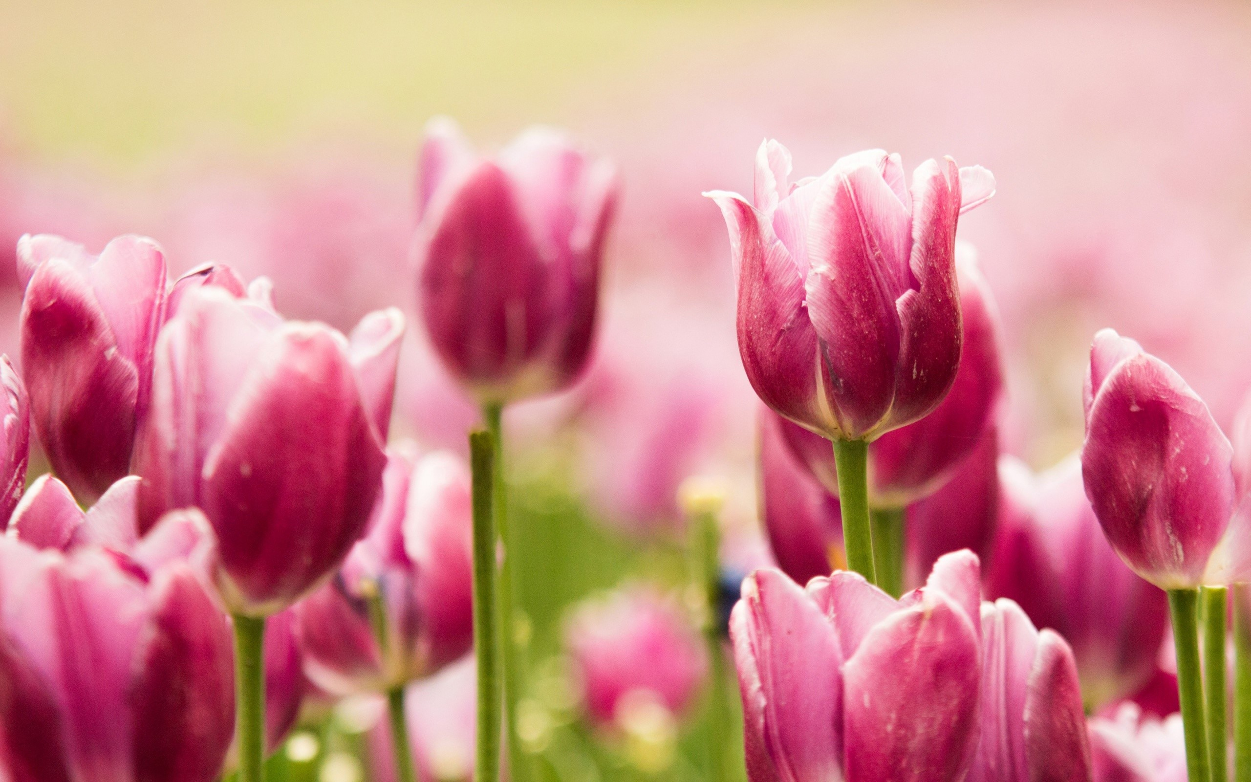 2560x1600 Garden of pink tulips Wallpaper 2k Quad HD ID:2678