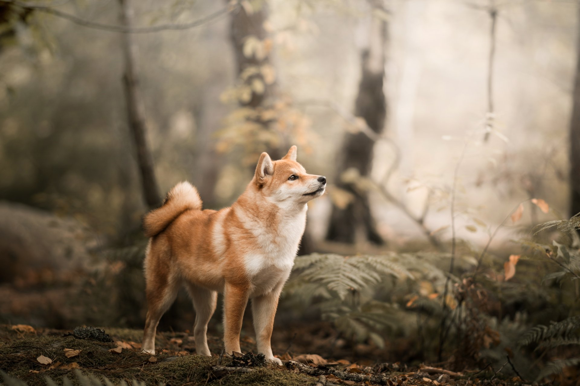 1920x1280 4K Shiba Inu Wallpapers | Background Images