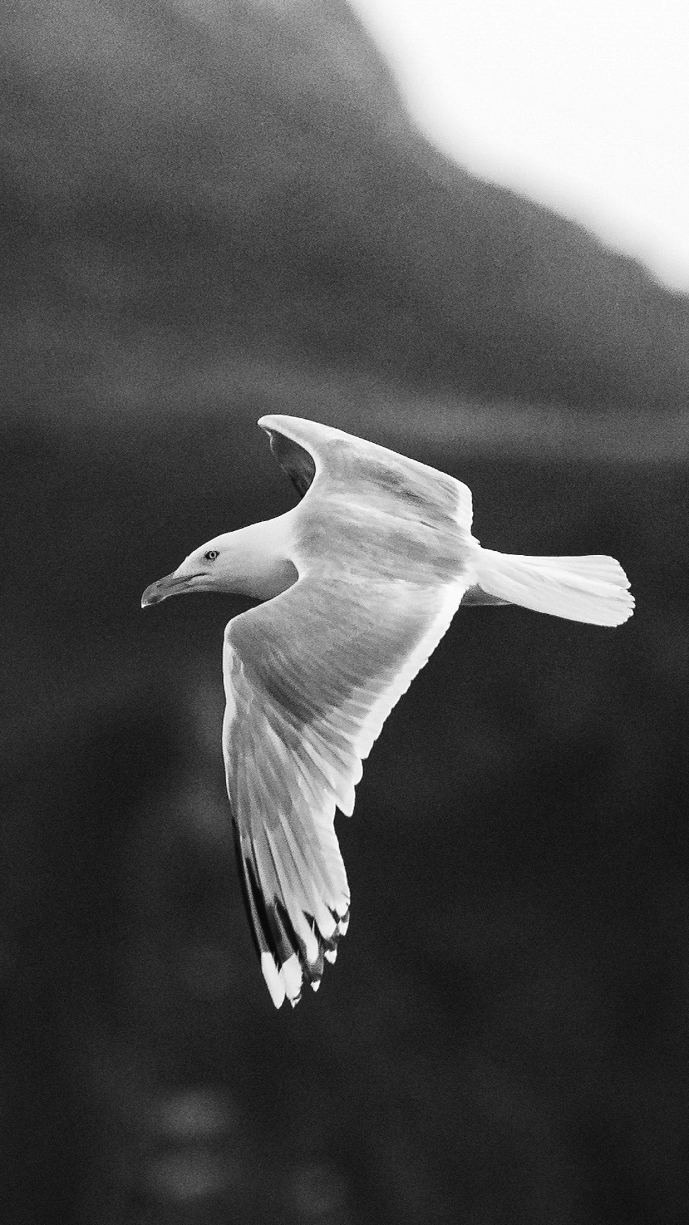 1400x2490 Closeup of a flying seagull mobile phone wallpaper | premium image by / Luke Stackpoole | Phone wallpaper, Backgrounds phone wallpapers, Seagull