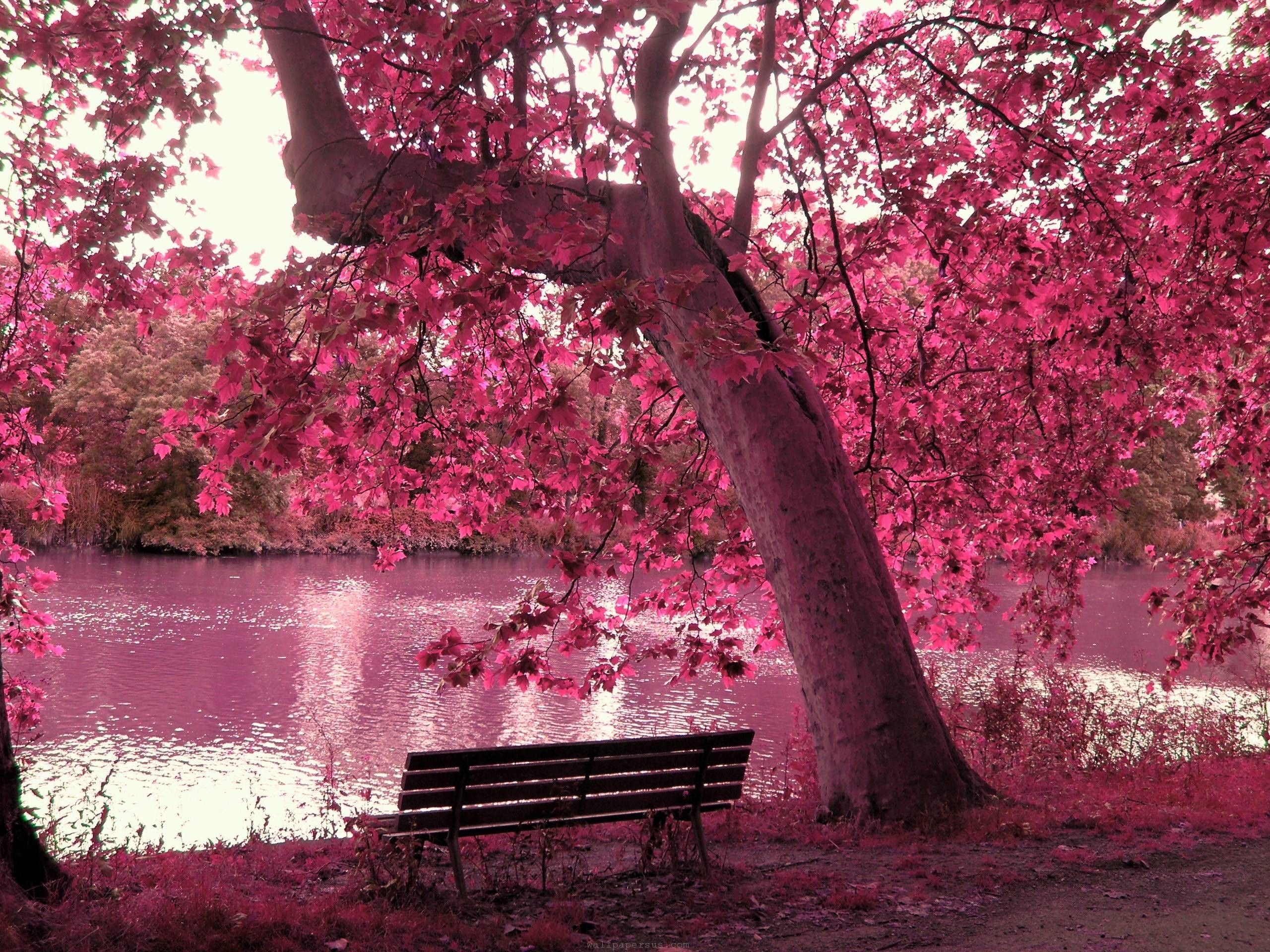 2560x1920 Pink Nature Wallpapers Top Free Pink Nature Backgrounds