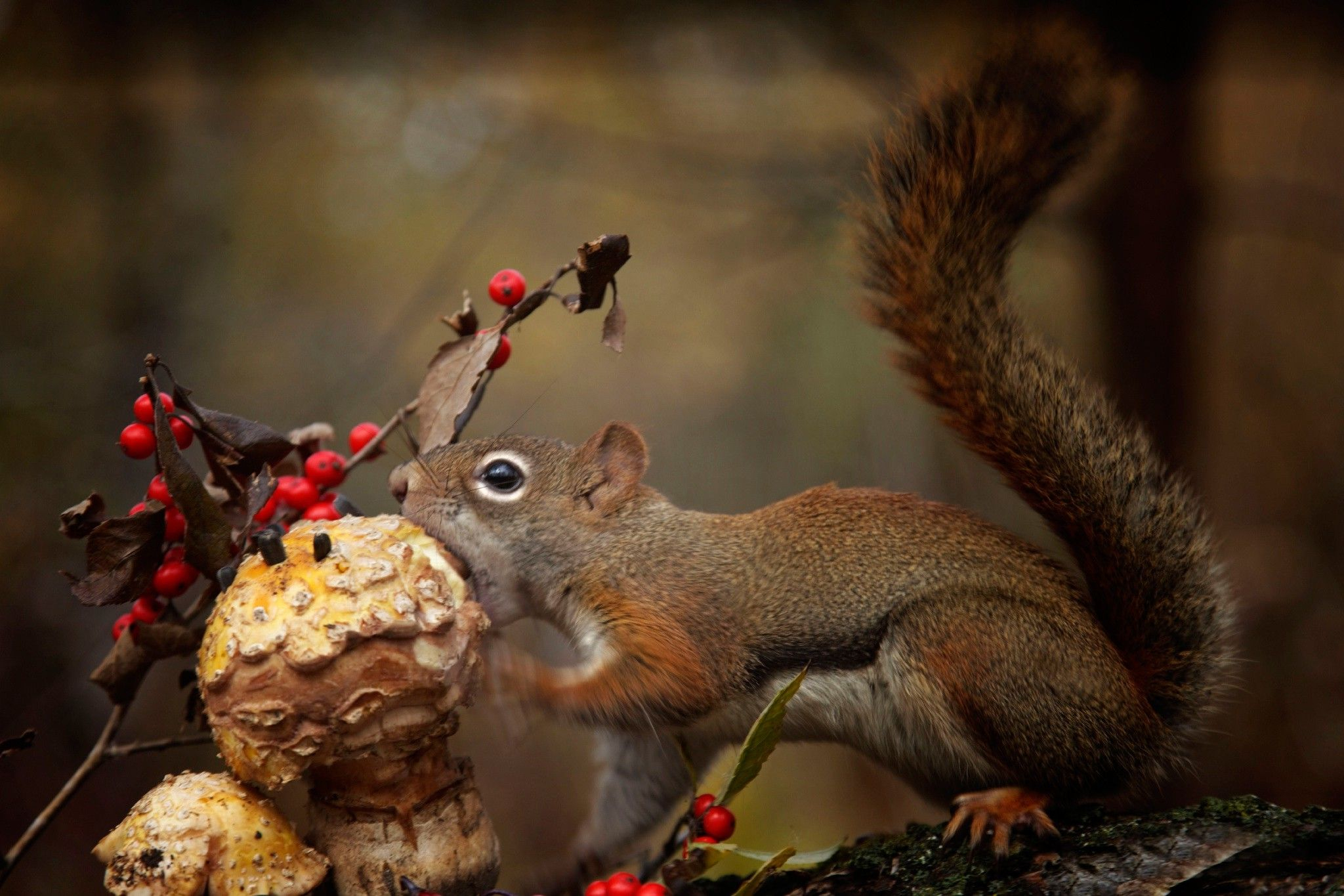 2048x1365 Download hd wallpapers of 196146-animals, Squirrel, Mushroom, Eating. Free download High Quality and Widescreen Resolutions Desktop &acirc;&#128;&brvbar; | Squirrel, Animals, N animals