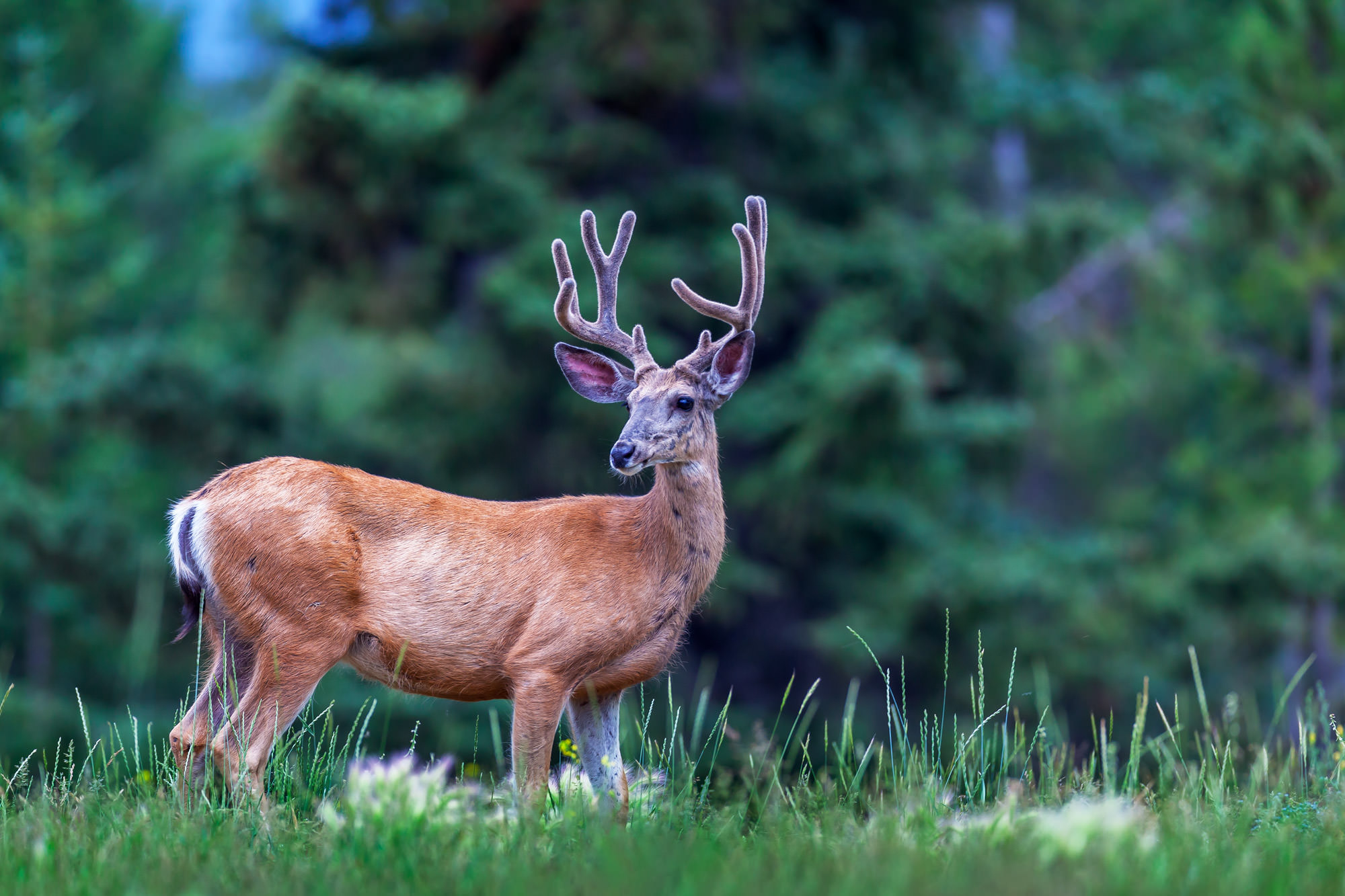 2000x1333 Whitetail Deer Pictures And Fine Art Photography Prints | Joseph C. Filer