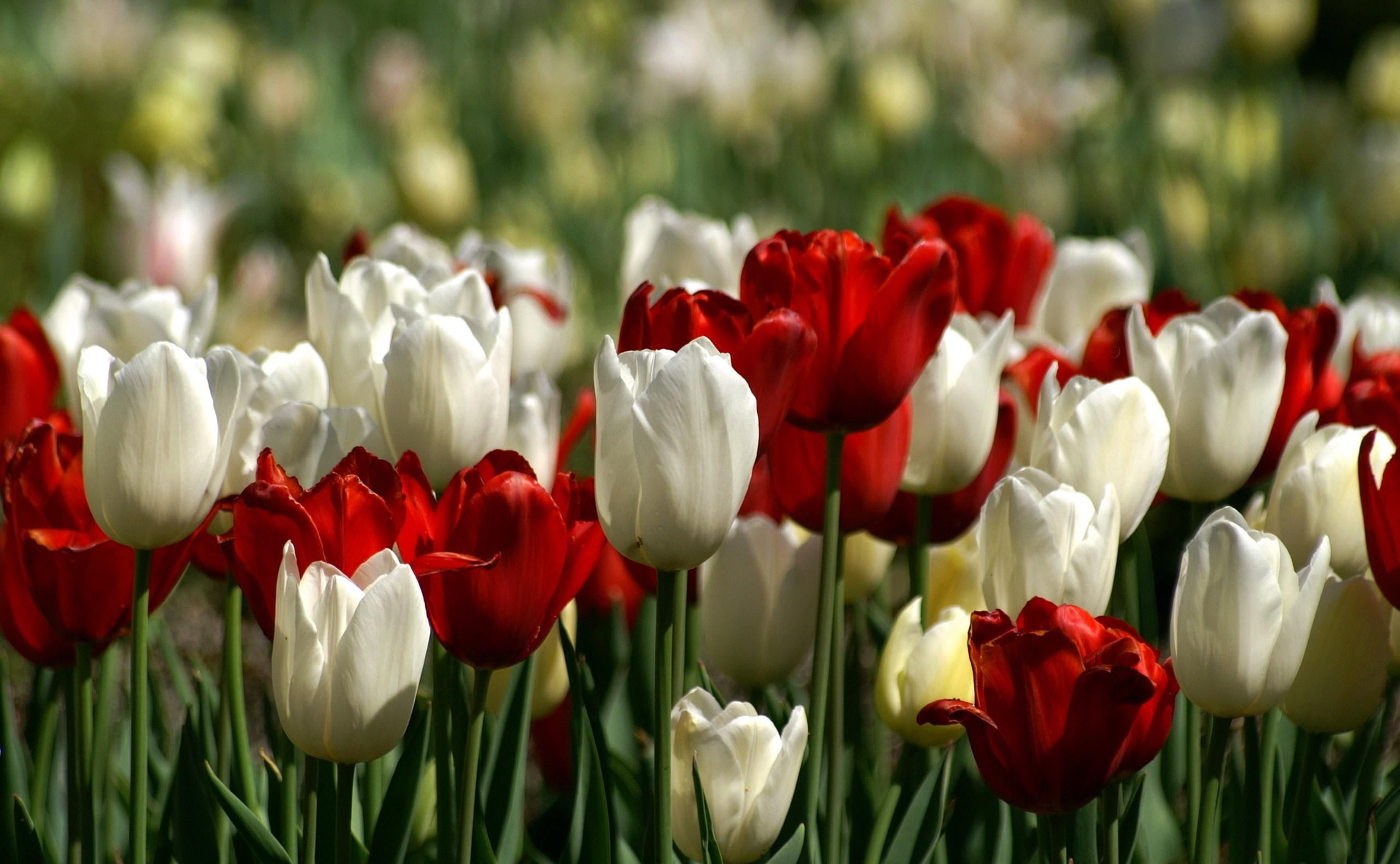 2560x1580 Bed of white and red tulips HD wallpaper