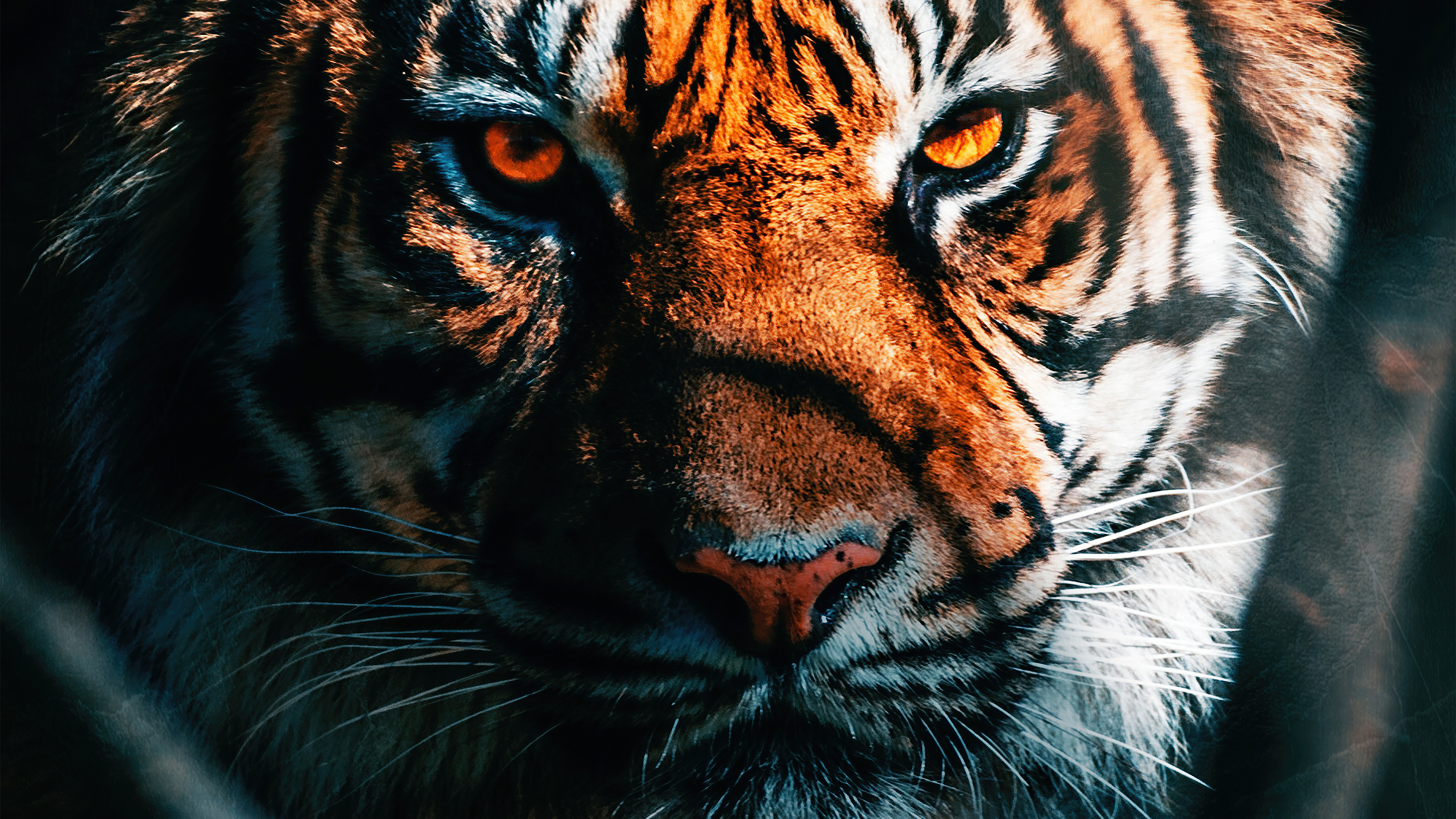 3840x2160 1920x1080 Tiger Close Up Laptop Full HD 1080P HD 4k Wallpapers, Images, Backgrounds, Photos and Pictures