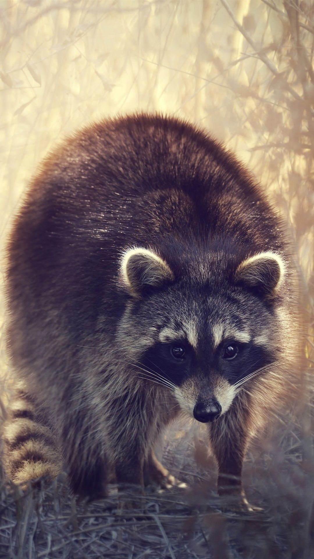 1080x1920 Raccoon iPhone Wallpapers Top Free Raccoon iPhone Backgrounds