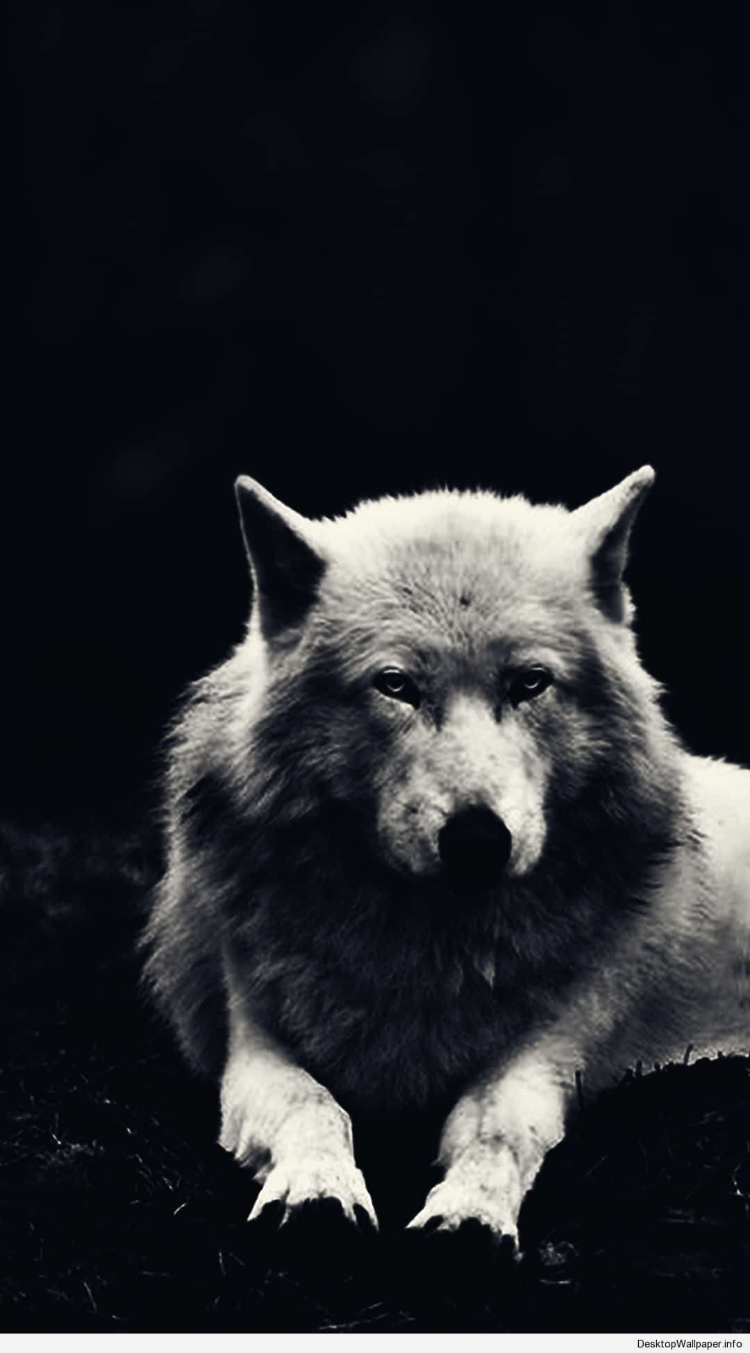 1080x1948 Cool Black And White Wolf Wallpapers
