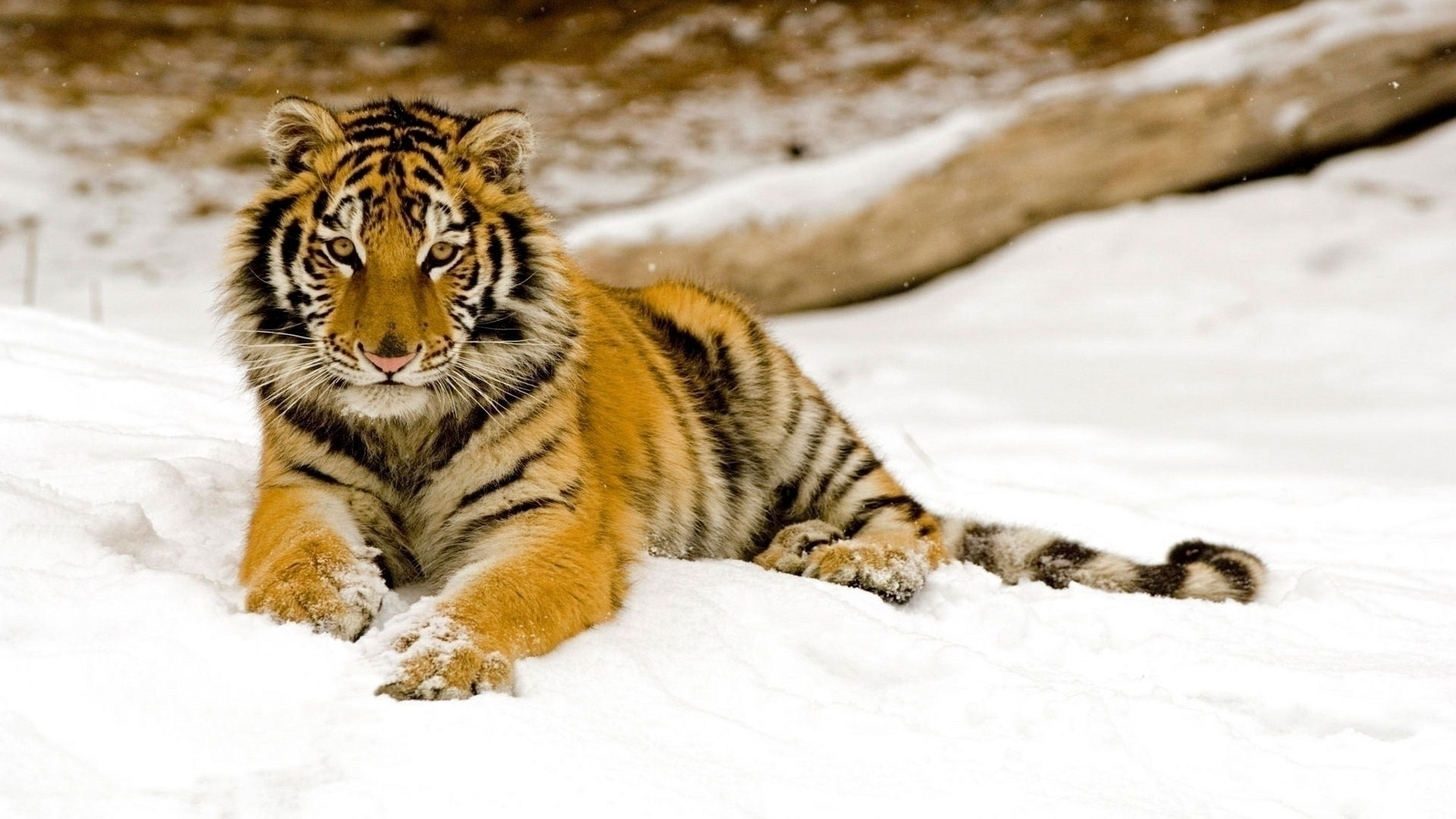 1920x1080 1600+ Tiger HD Wallpapers and Backgrounds