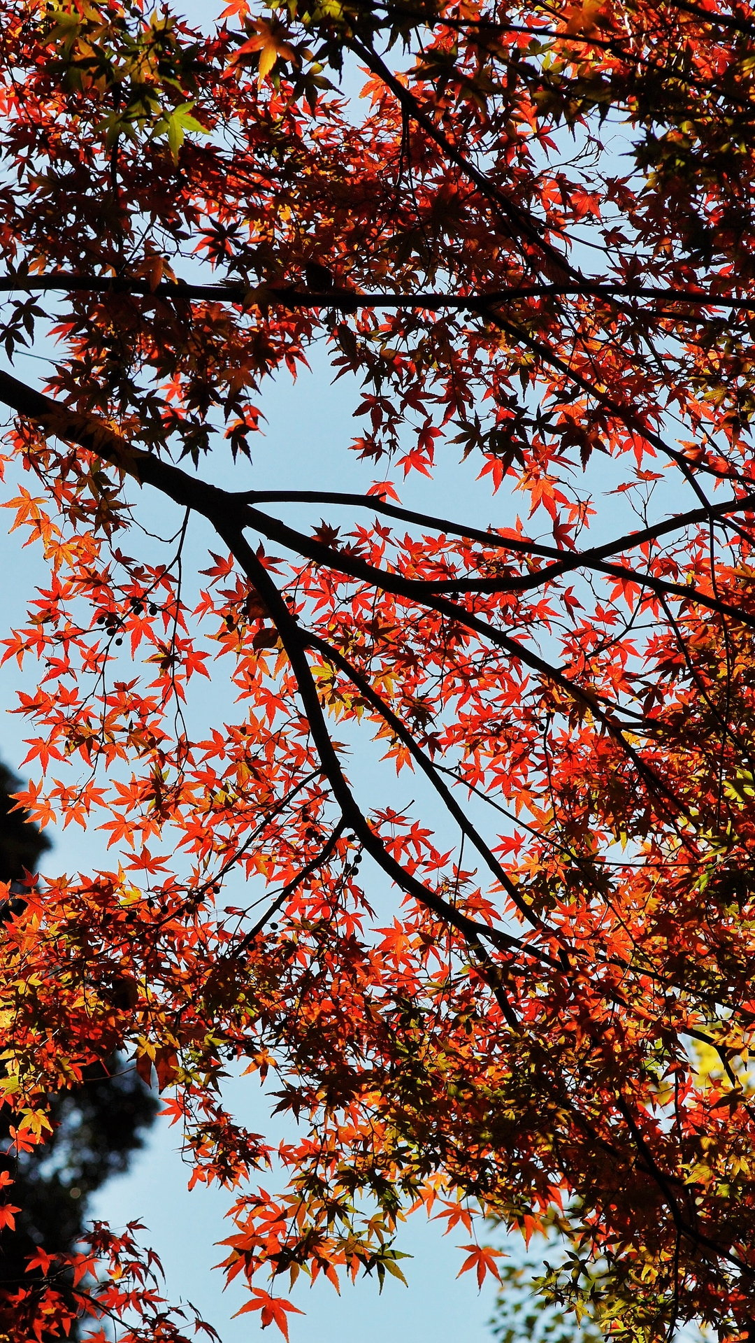 1080x1920 Maple Autumn Trees Wallpaper [