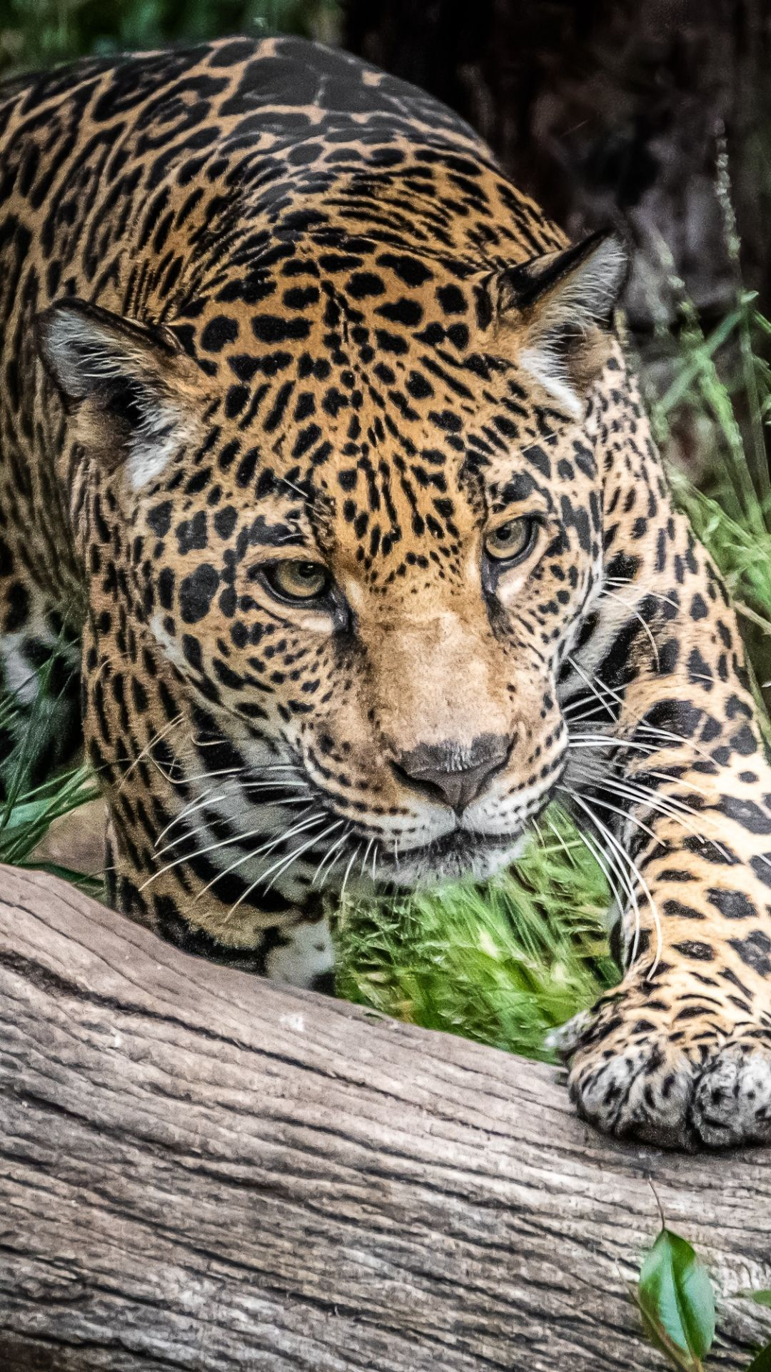 1080x1920 Animal Jaguar Cats big cat jaguar predator (Animal) wildlife () Mobile Wallpaper | Animal photography wildlife, Jaguar animal, Wild cats