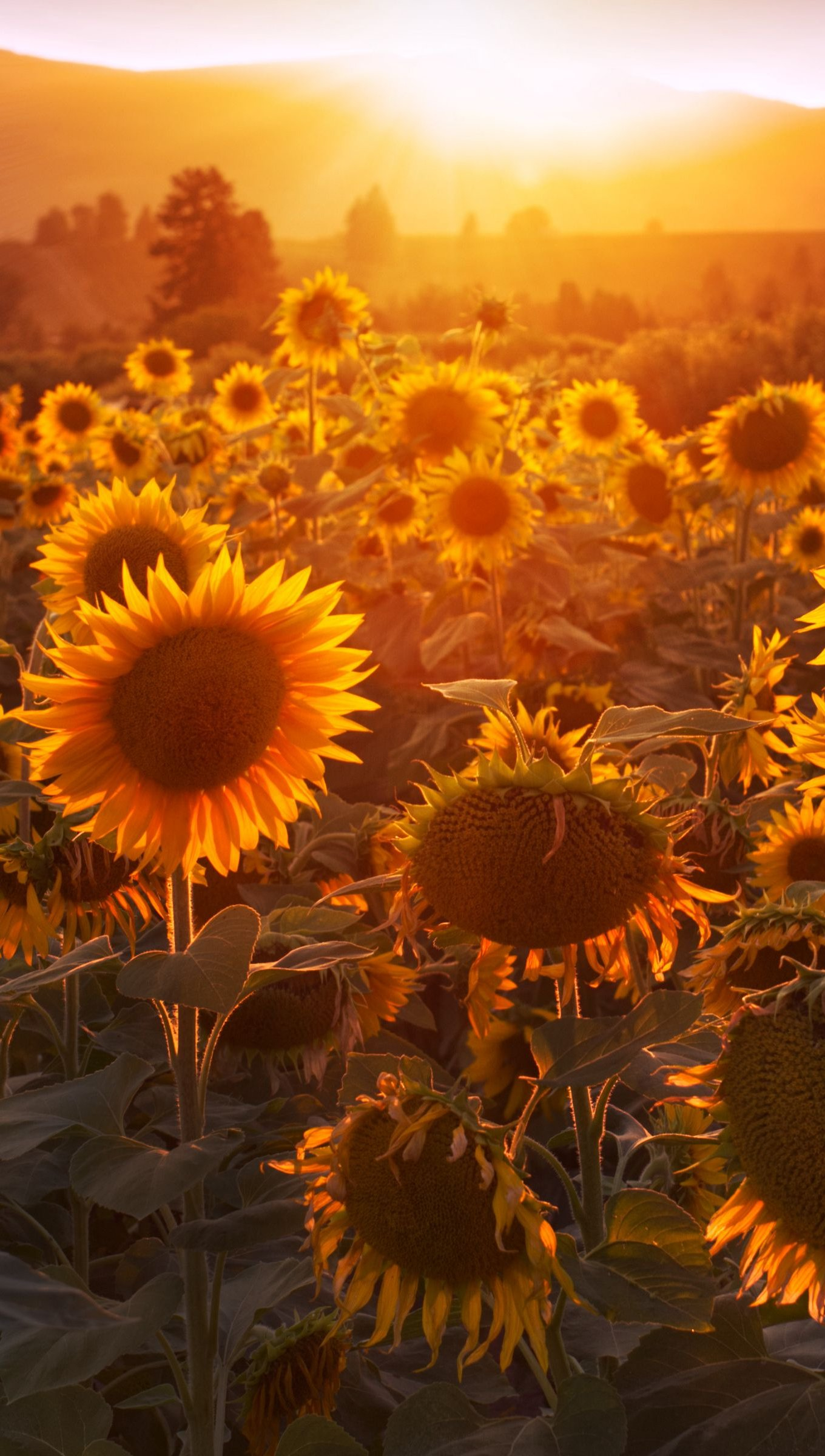 1360x2400 Sunflowers at sunset Wallpaper 4k Ultra HD ID:10653