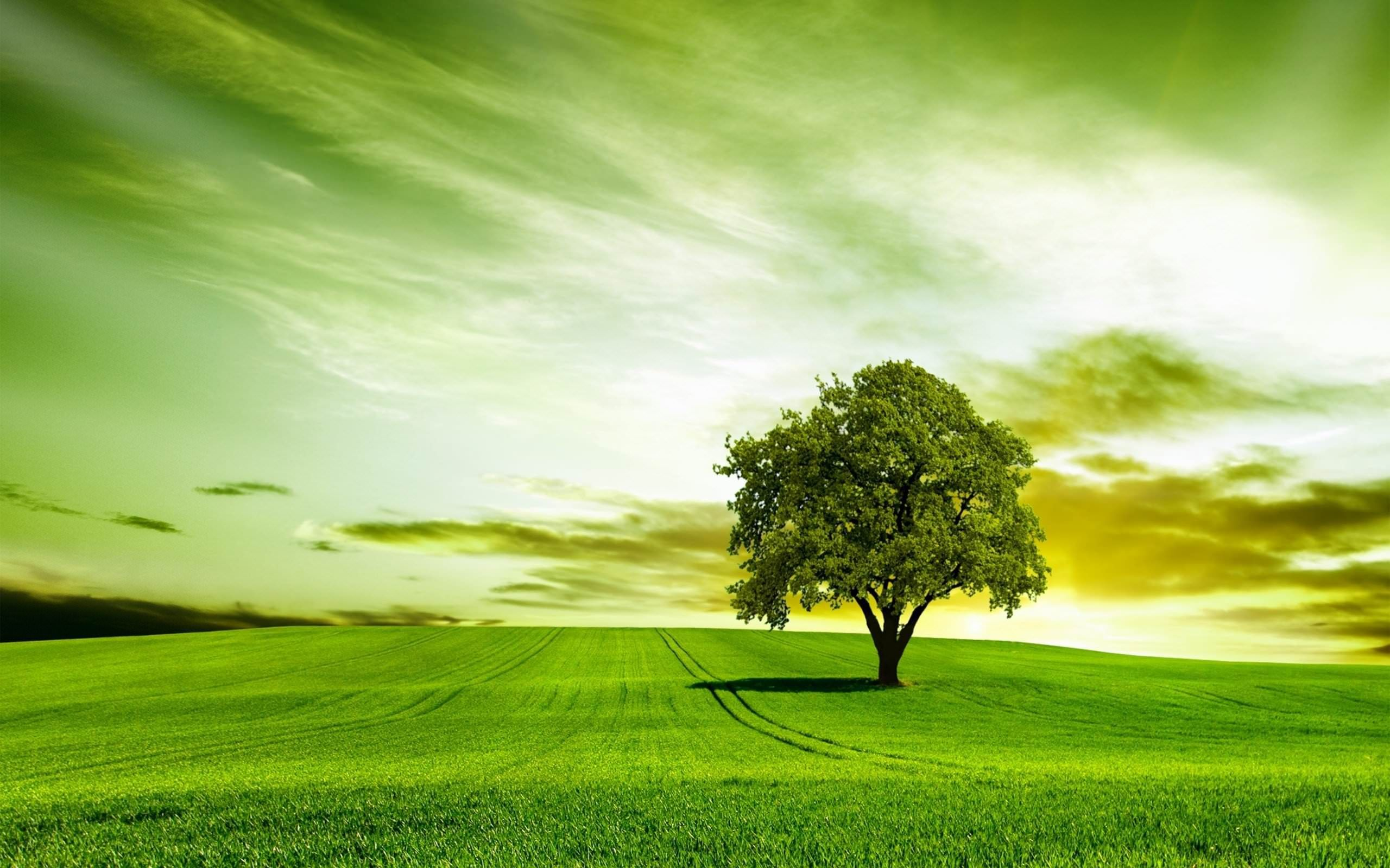 2560x1600 Green Tree Wallpapers Top Free Green Tree Backgrounds