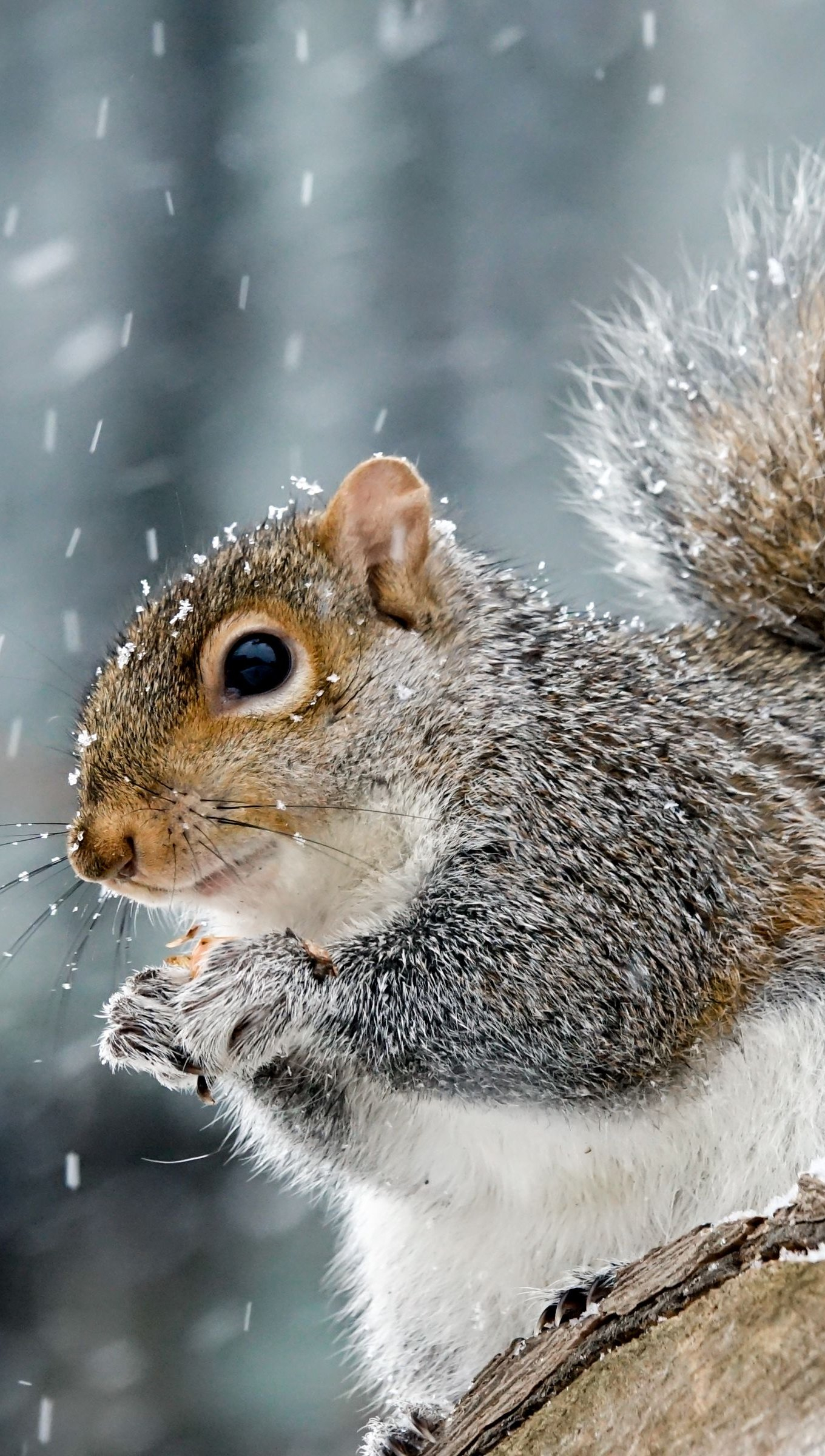 1360x2400 Squirrel in the winter Wallpaper 4k Ultra HD ID:9488