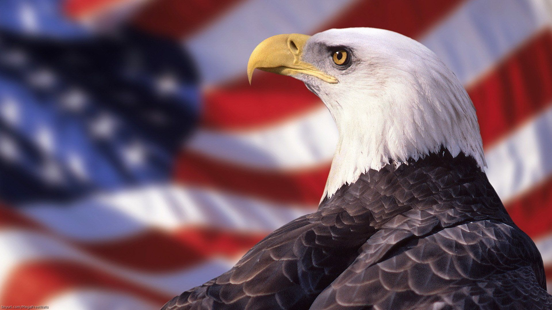 1920x1080 USA Eagle Wallpapers Top Free USA Eagle Backgrounds