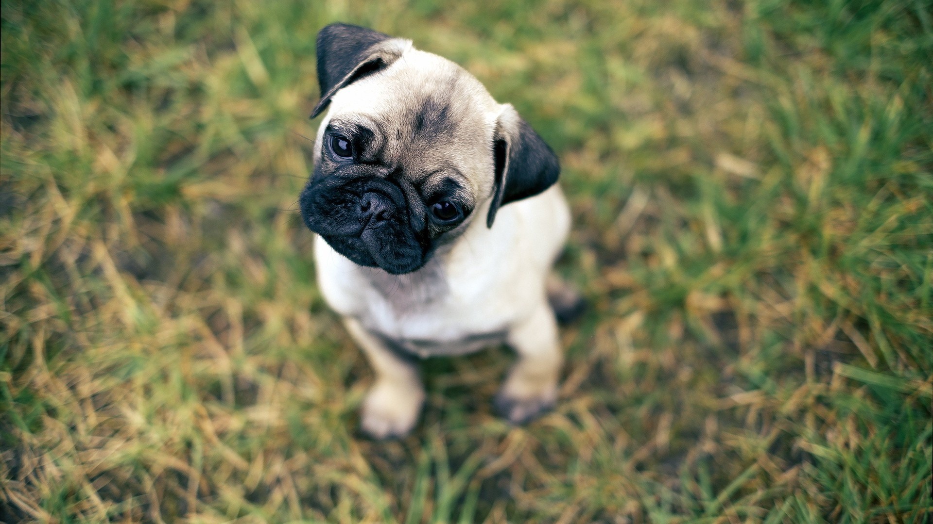 1920x1080 100+ Pug HD Wallpapers and Backgrounds