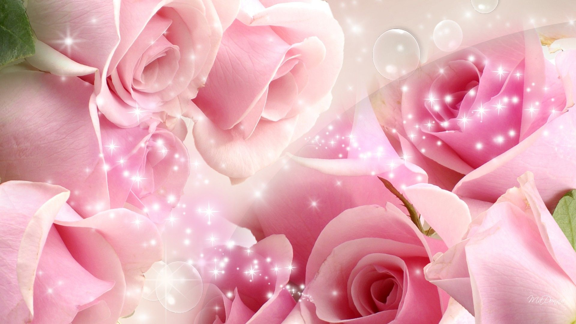 1920x1080 Most Beautiful Pink Roses Wallpaper | Pink flowers wallpaper, Rose wallpaper, Pink flowers background