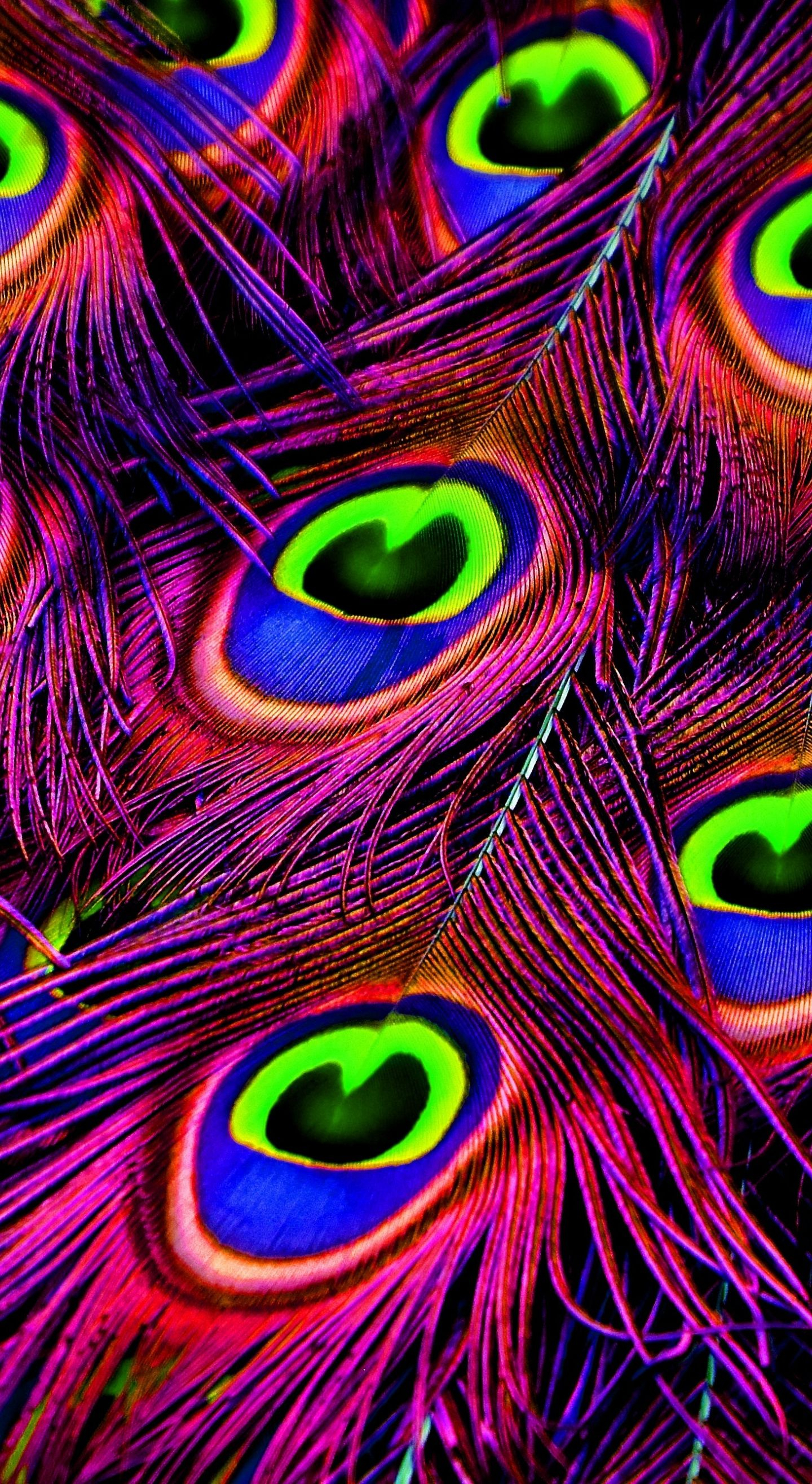 1440x2630 Feather, plumage, peacock, wallpaper | Feather wallpaper, Feather wallpaper iphone, Pretty phone wallpaper