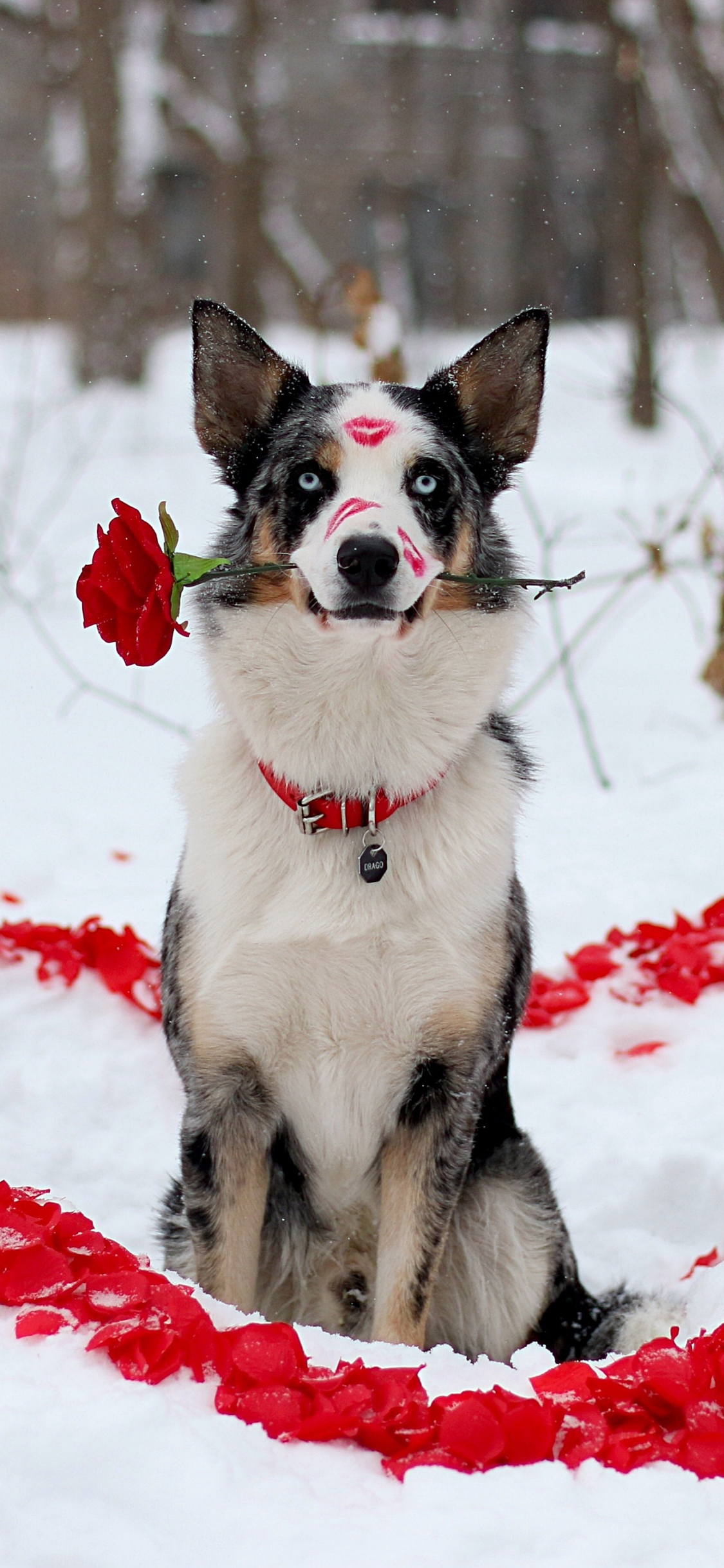 1125x2436 Free download Dog on Valentines Day Watch dog breeds backgrounds for your phone [4190x2827] for your Desktop, Mobile \u0026 Tablet | Explore 47+ Valentine's Day Dog Wallpaper | Valentine Wallpapers For Desktop