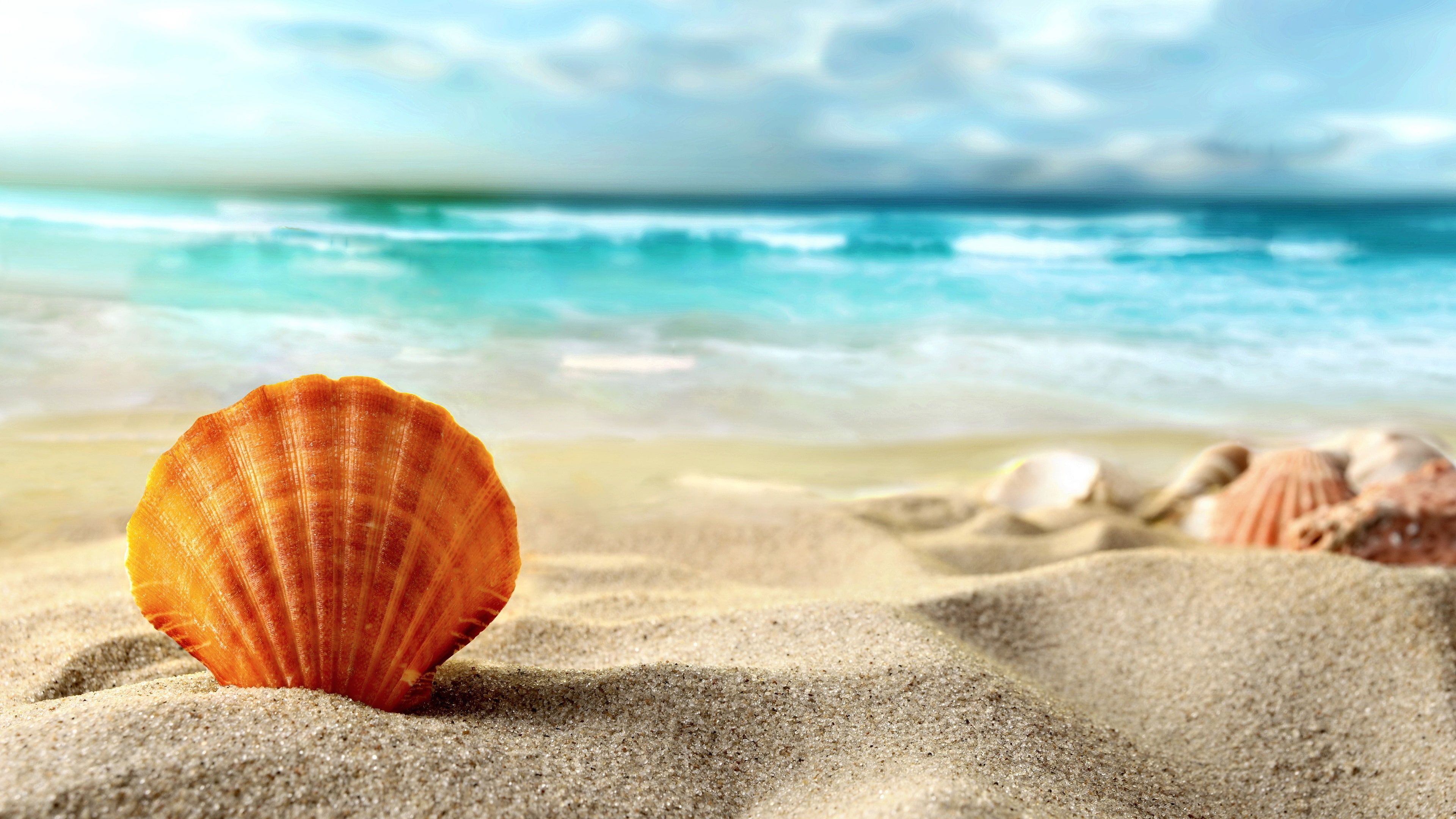3840x2160 Shell, beach, sands, sea, brown sea shell #Shell #Beach #Sands #Sea #4K # wallpaper #hdwallpaper #desktop | Fondo de mar, Pantalla de computadora, Bandera de cuba