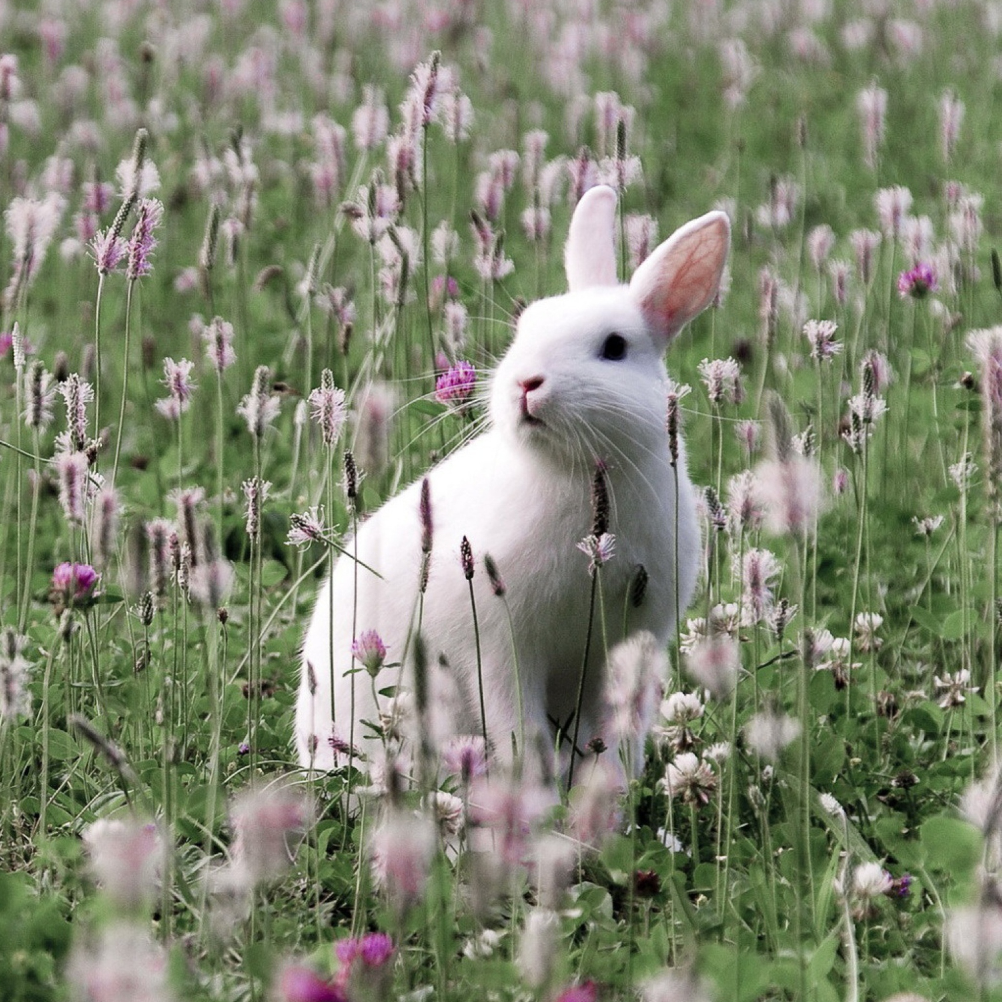 2048x2048 White Rabbit In Flower Field Wallpaper for DaftSex HD