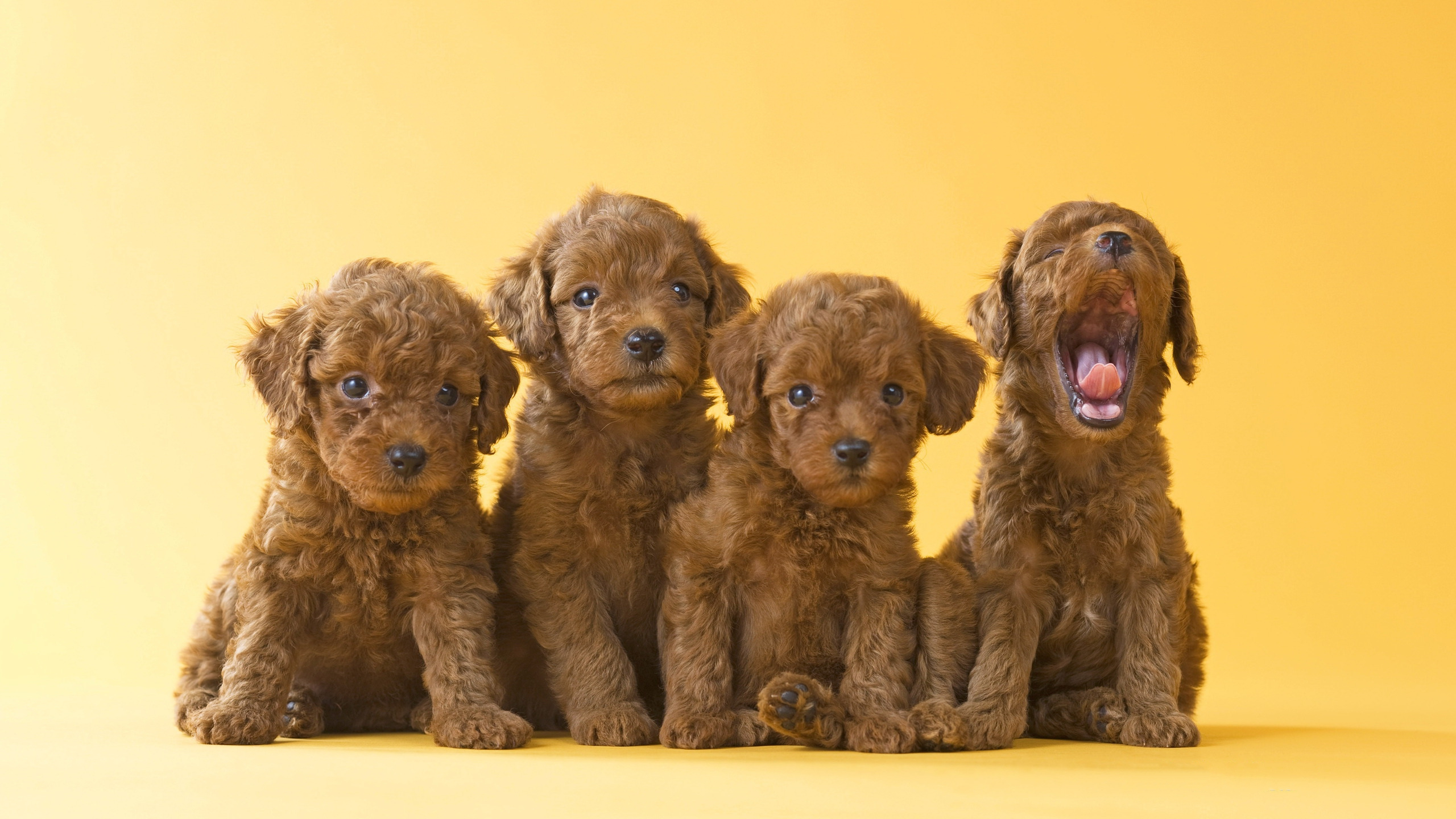 2560x1440 Toy Poodle Puppies