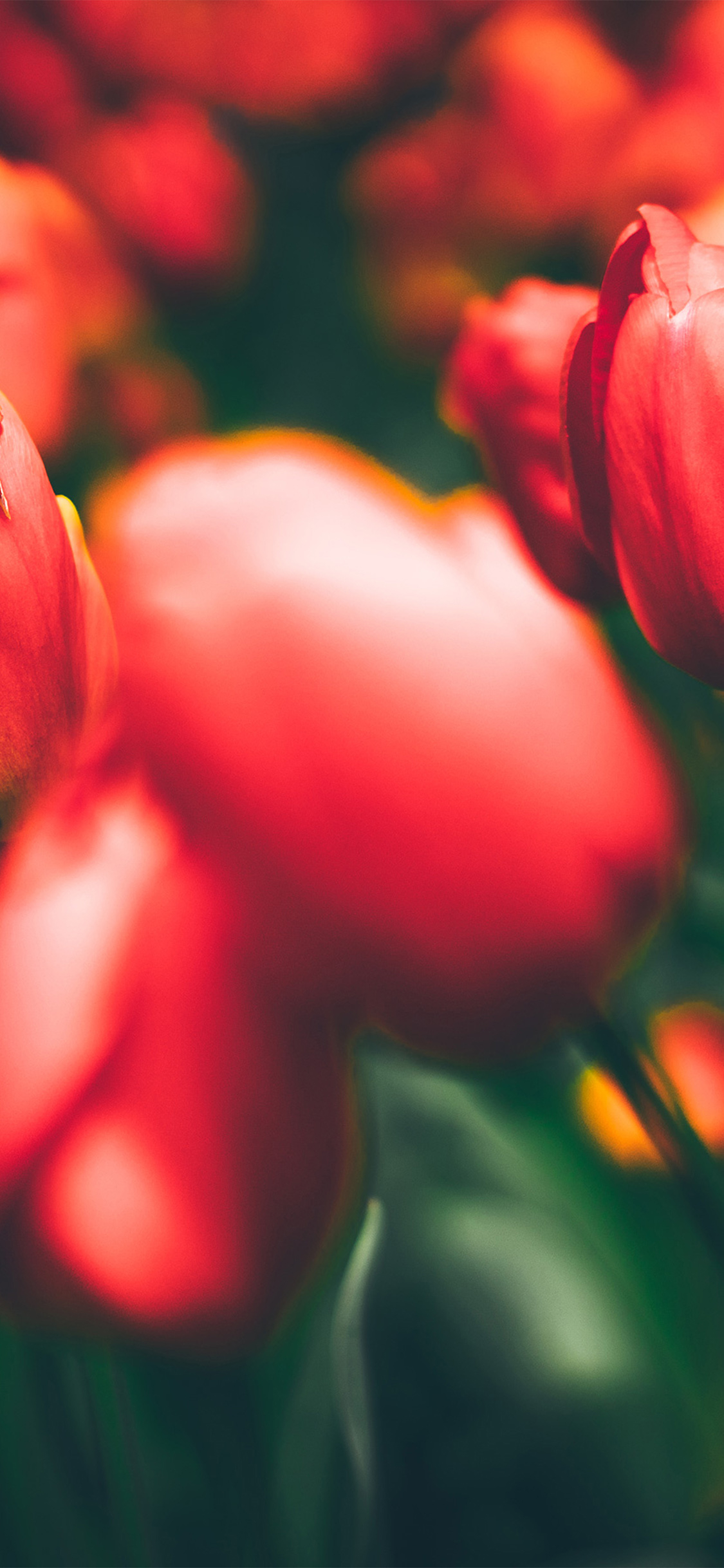 1125x2436 | iPhone11 wallpaper | nn01-tulips-red-flower-nature- spring