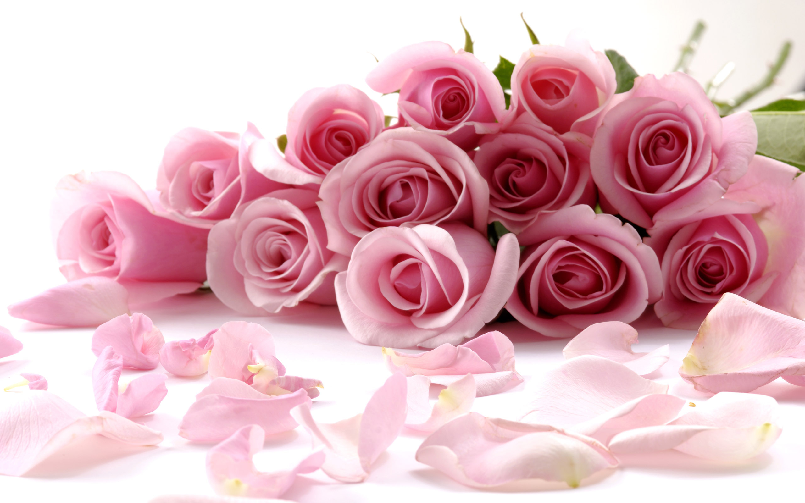 2560x1600 rose wallpaper images of flowers Clip Art Library