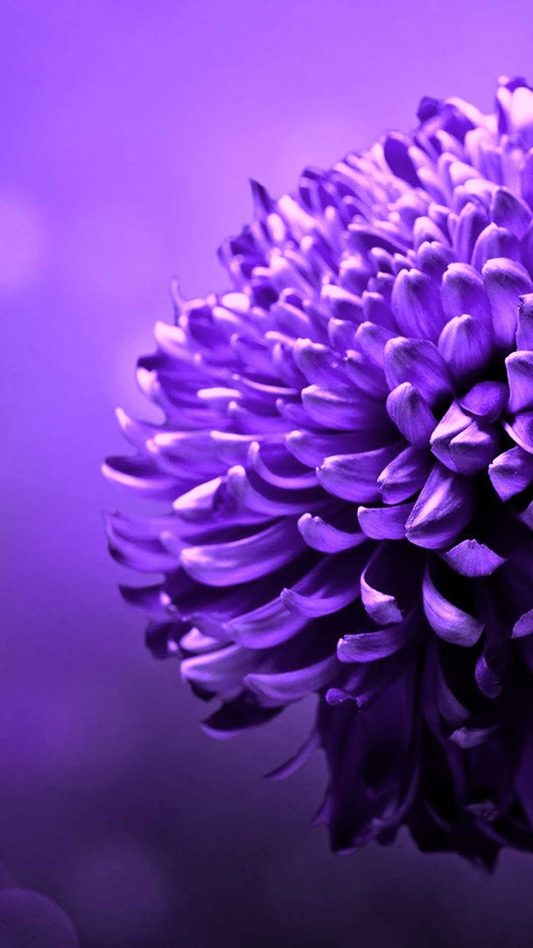 1080x1920 Purple Flower Wallpaper