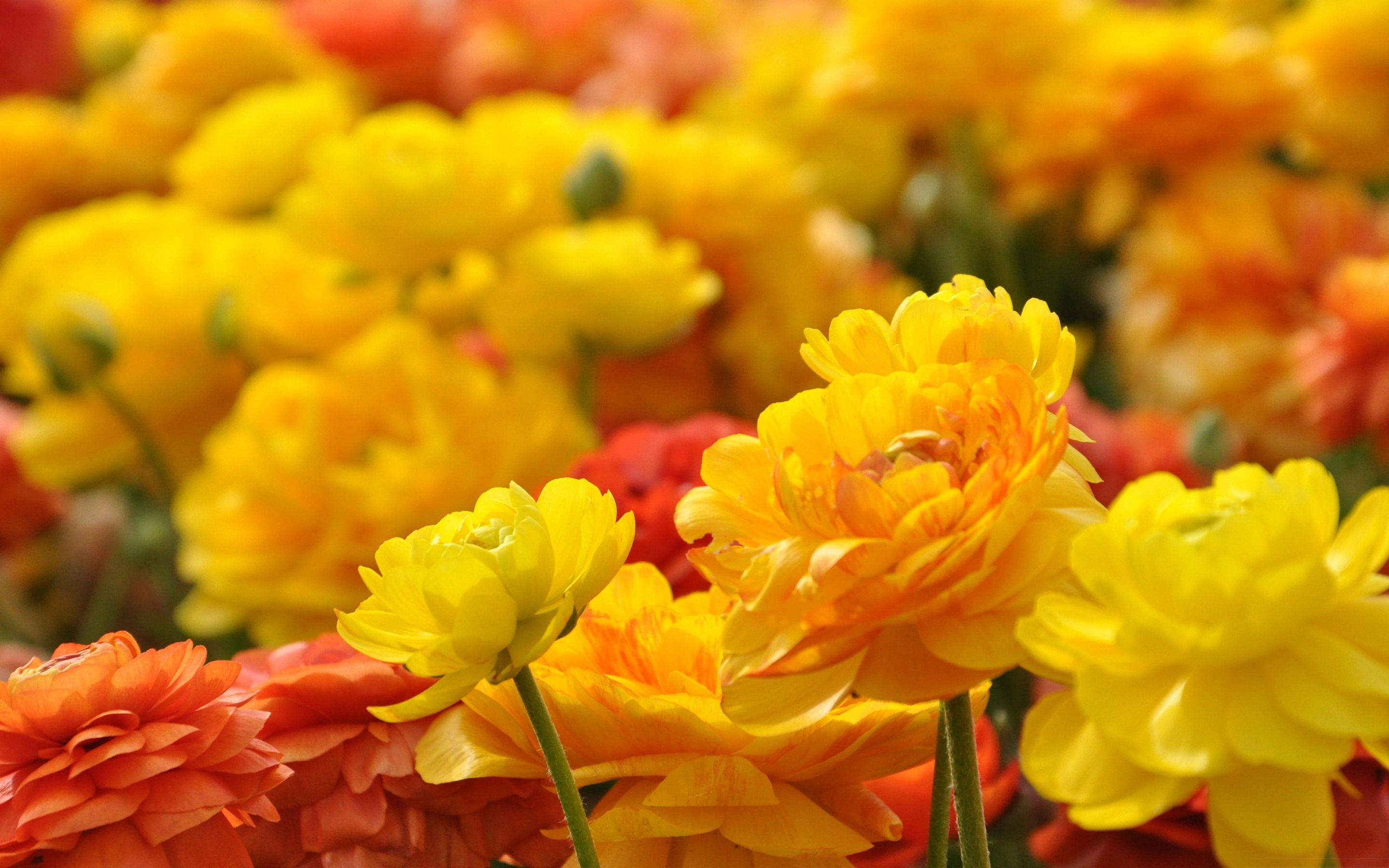 2880x1800 Red and Yellow Flowers Wallpapers Top Free Red and Yellow Flowers Backgrounds