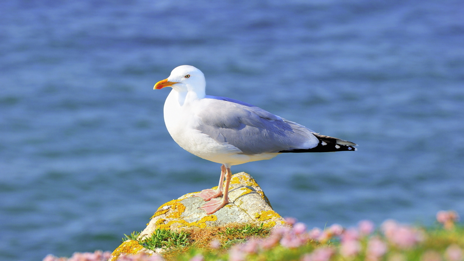 1920x1080 220+ Seagull HD Wallpapers and Backgrounds