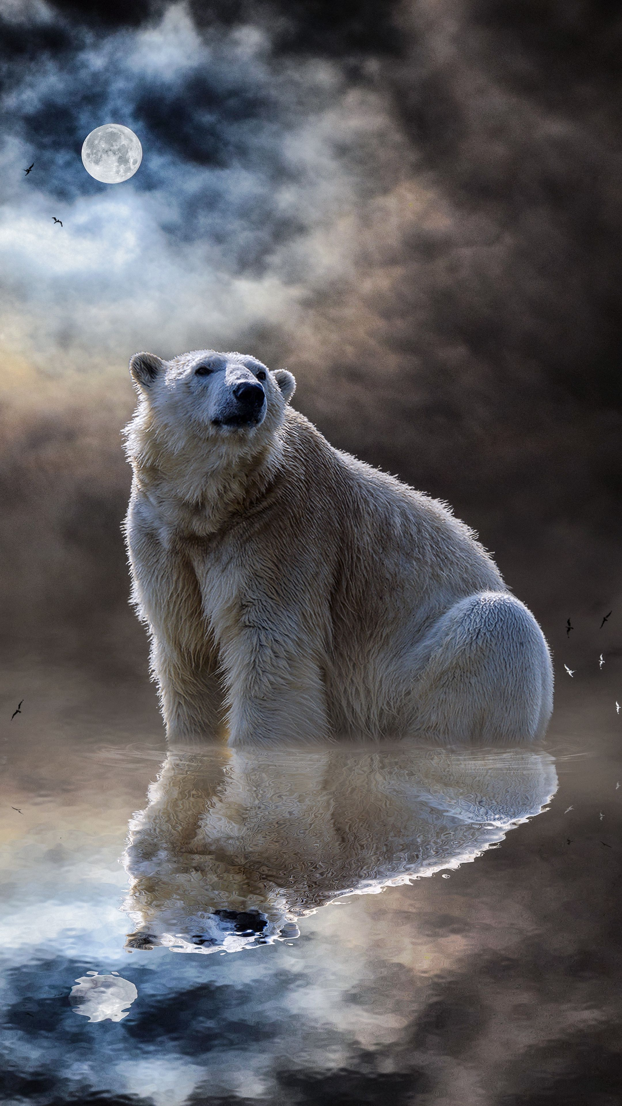 2160x3840 Polar Bear Night Wallpapers